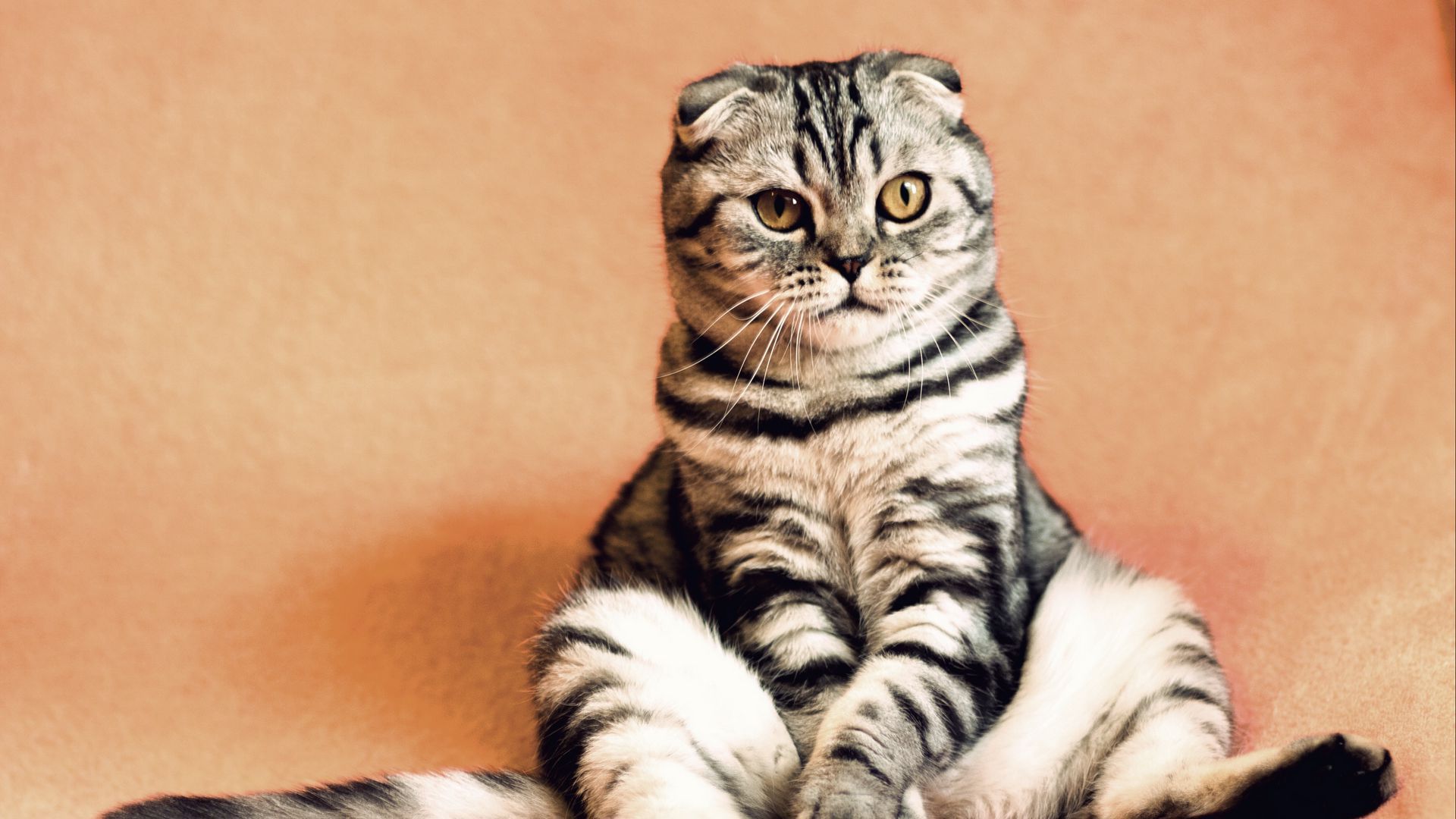 Download wallpaper 1920x1080 scottish fold, cat, sitting, cool