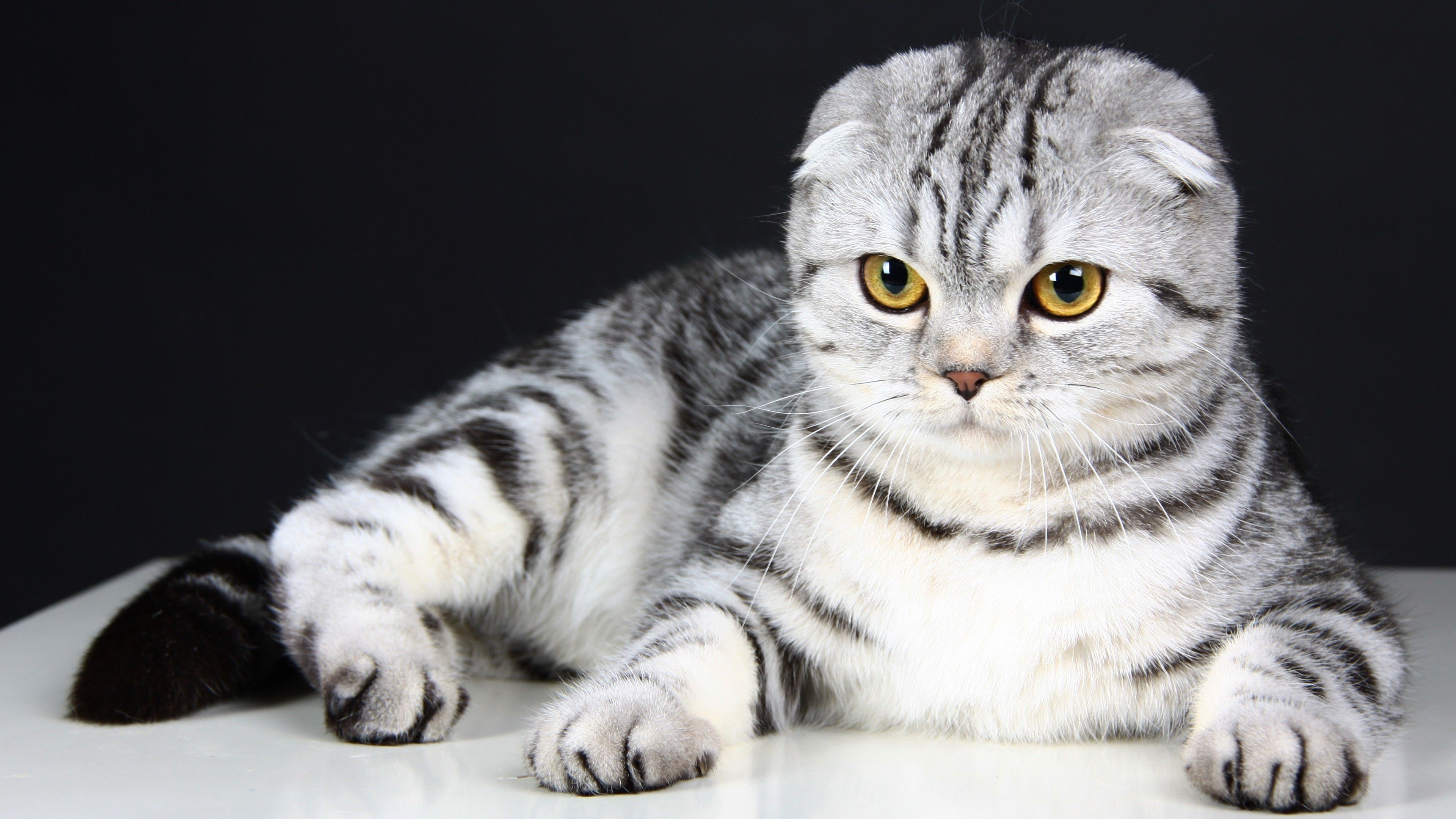 Wallpaper Scottish Fold, Cat, kitten, eyes, gray, wool, cute