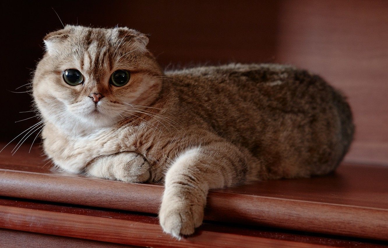 Wallpaper cat, look, Scottish, fold image for desktop, section