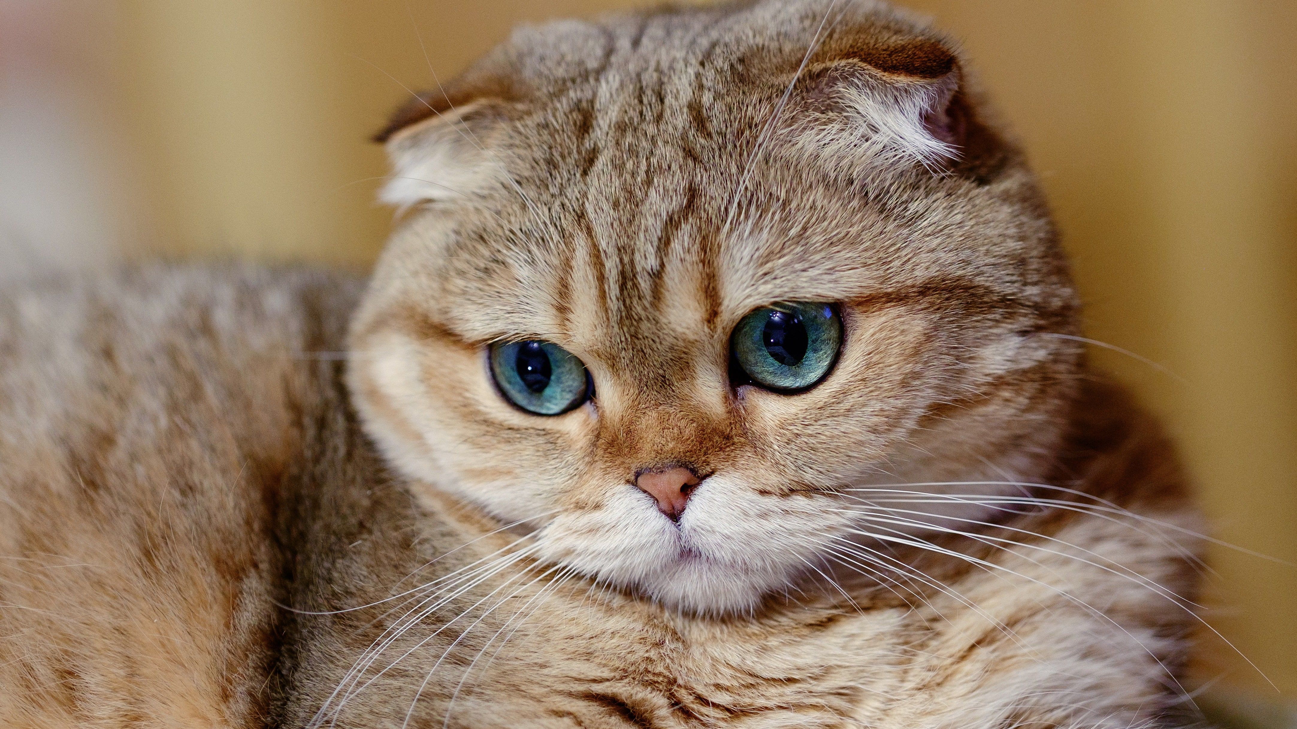 Scottish Fold Cat, Muzzle Fold Blue Eyes