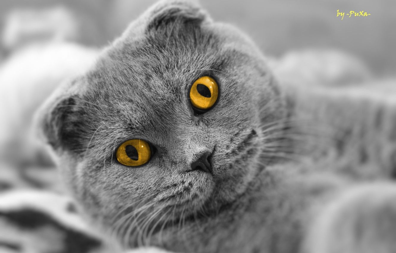 Wallpaper cat, look, Scottish fold, Scottish Fold image