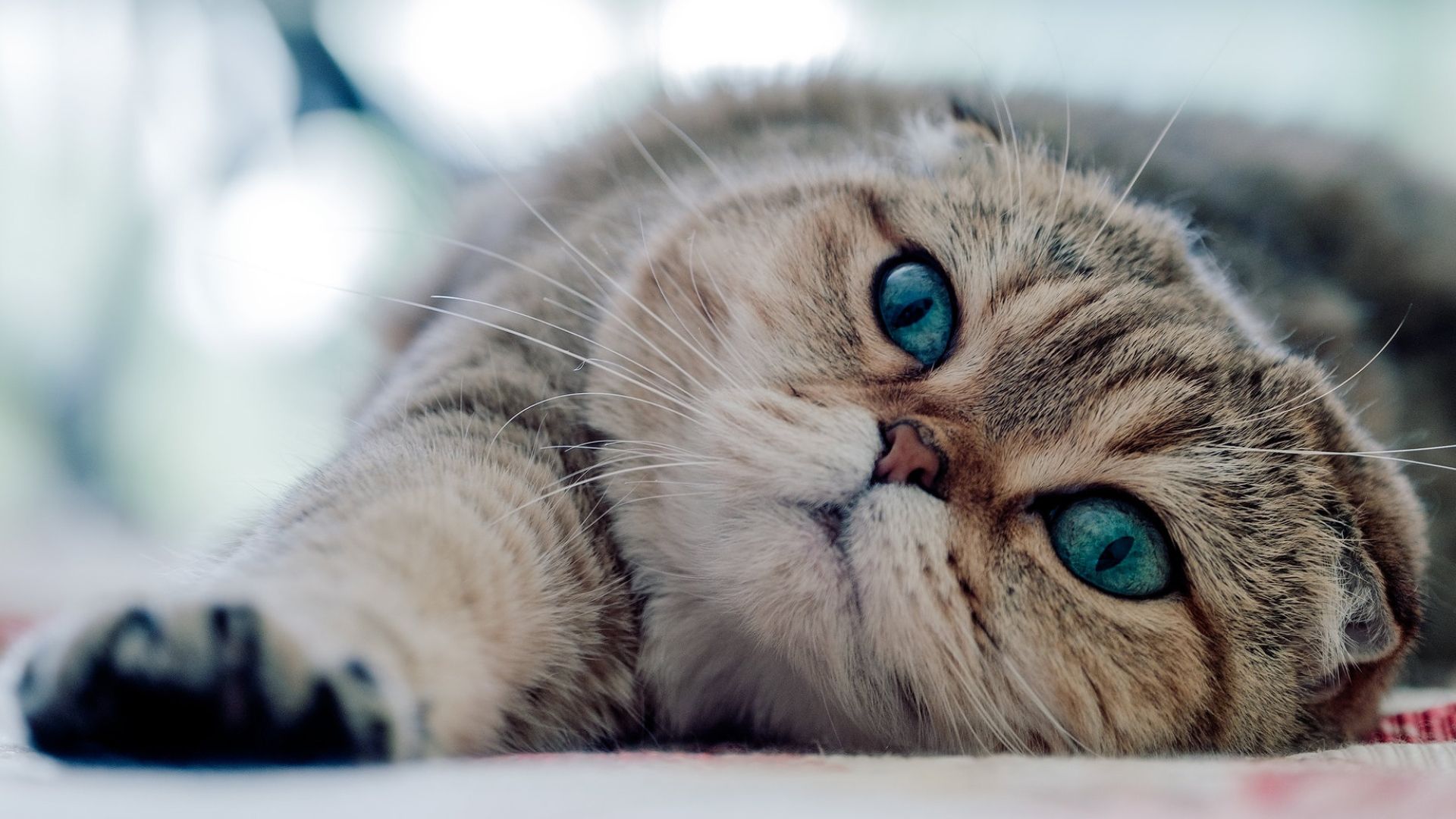 Scottish Fold Cute CAT Wallpaper Full HD Free Download