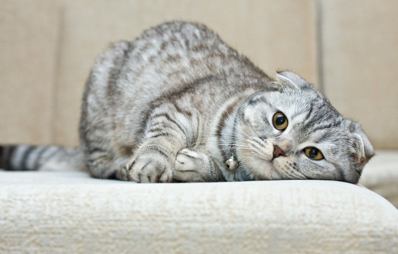Wallpaper cat, breed, Scottish fold image for desktop, section