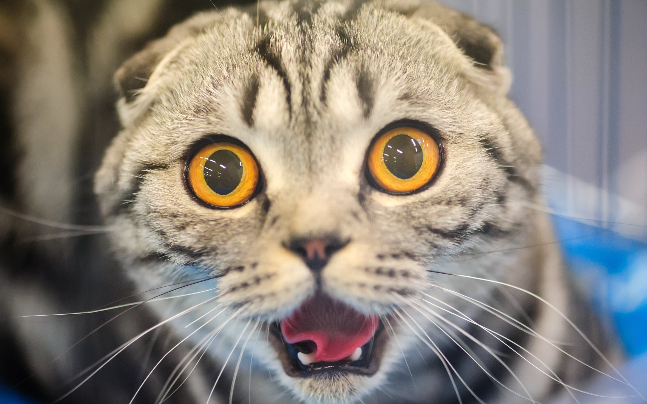 Download wallpaper cats, scottish fold, muzzle, fright, yellow
