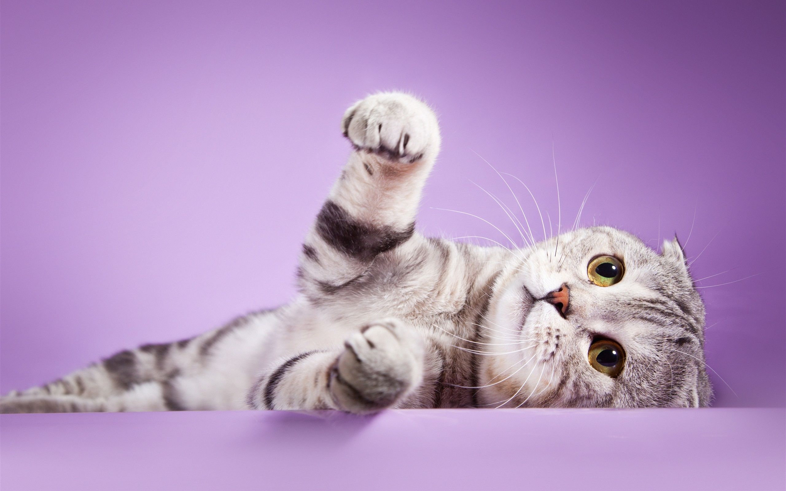 Wallpaper Scottish fold ears cat, feet, purple background