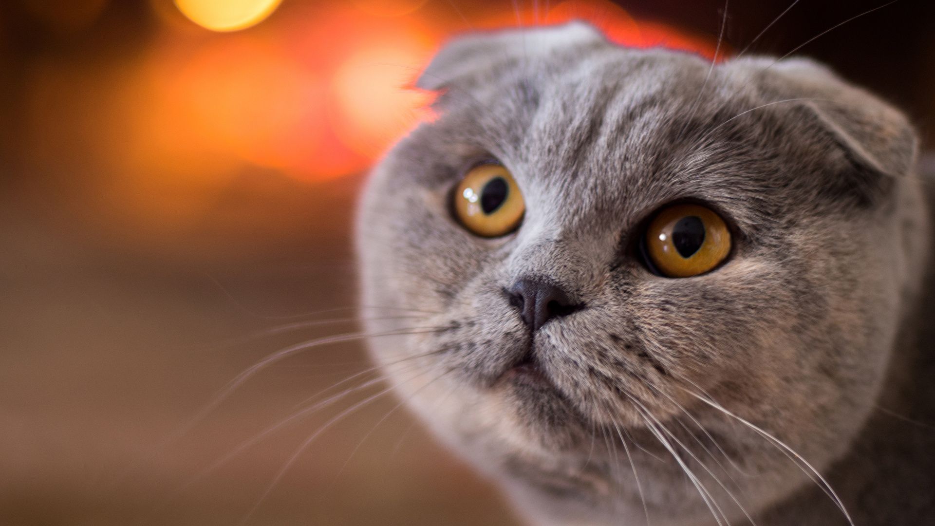 Picture Scottish Fold Cats gray Snout animal Glance 1920x1080