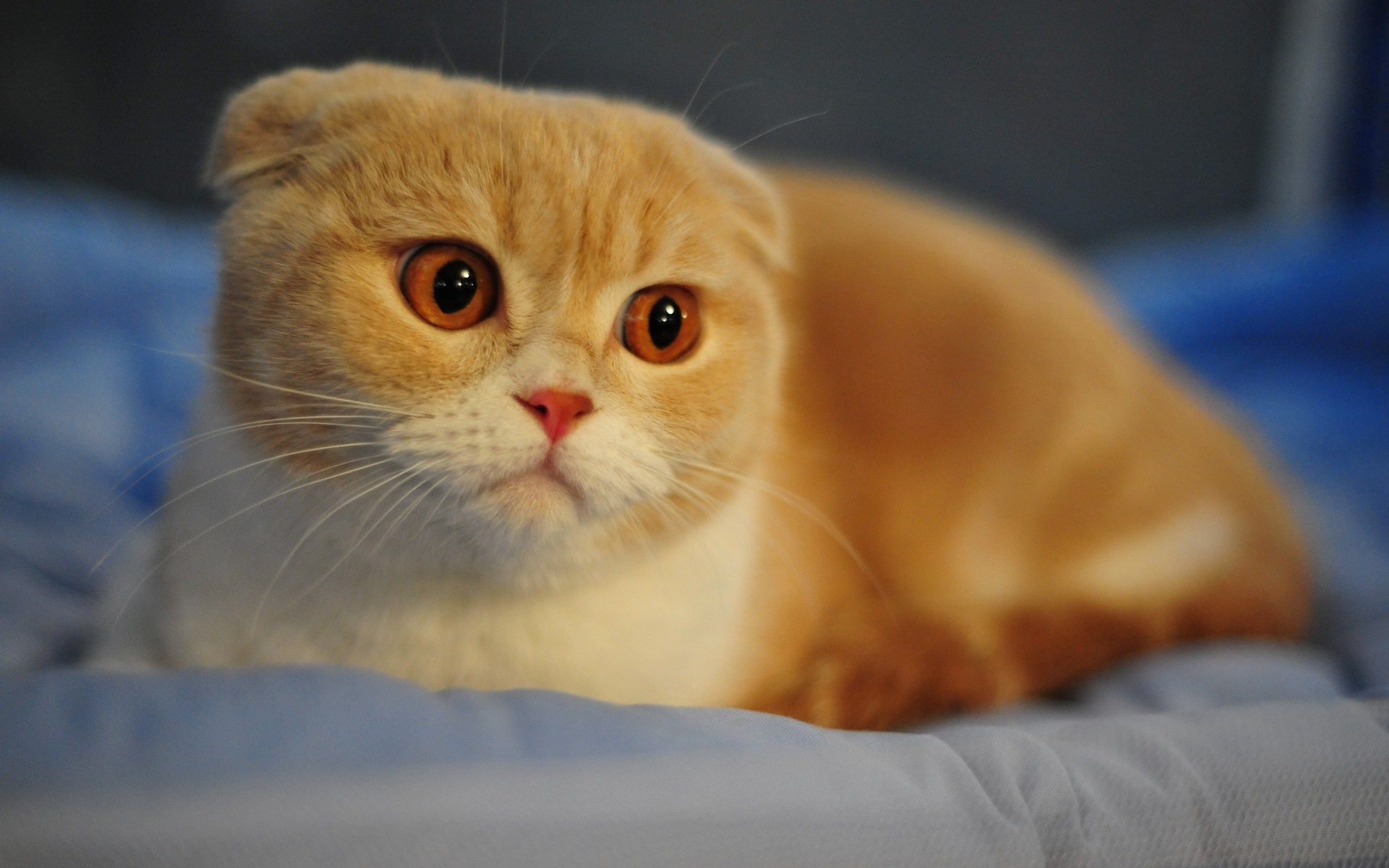 Scottish Fold Cat, HD Animals, 4k Wallpaper, Image, Background