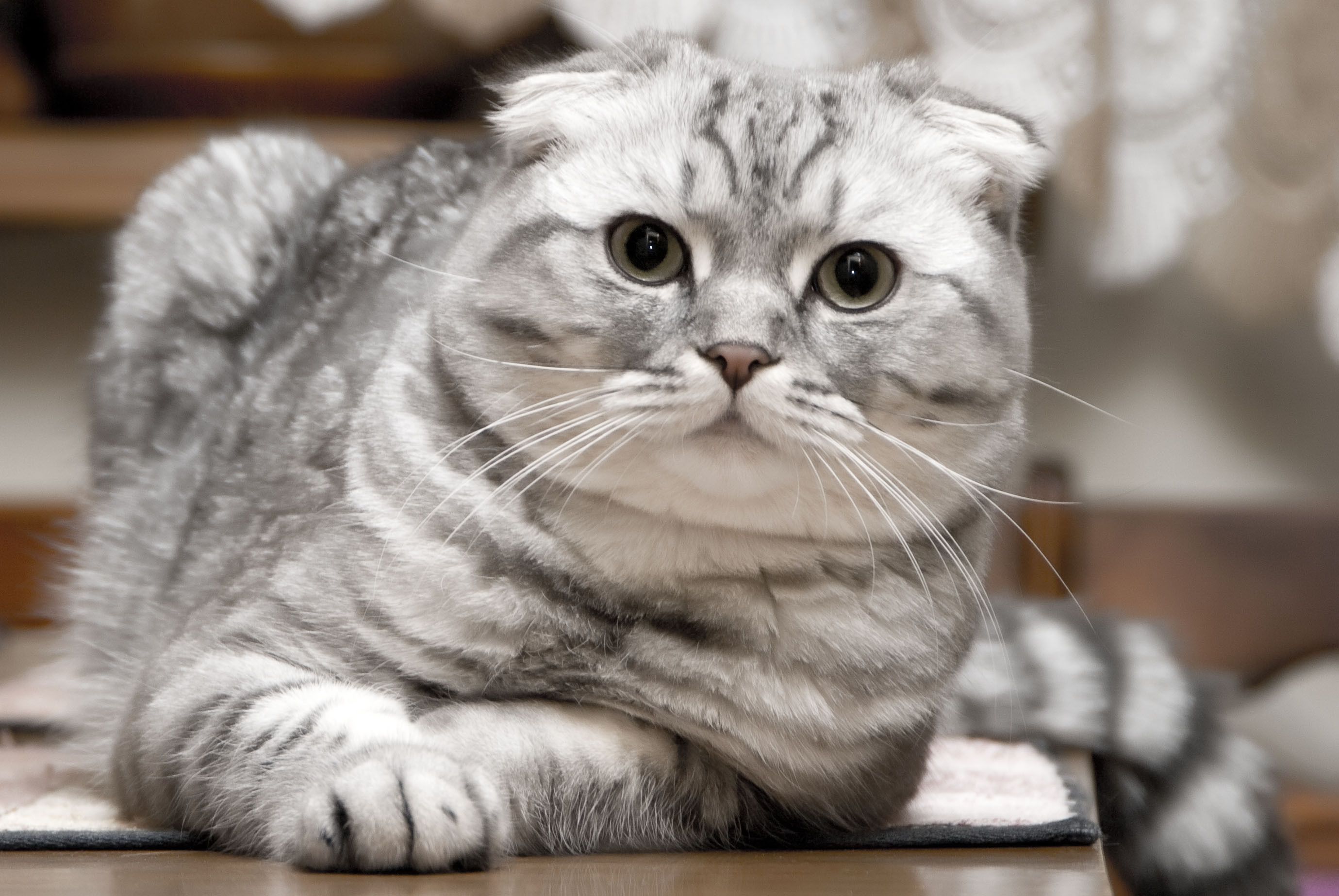 scottish fold kittens. Beautiful silver Scottish Fold cat