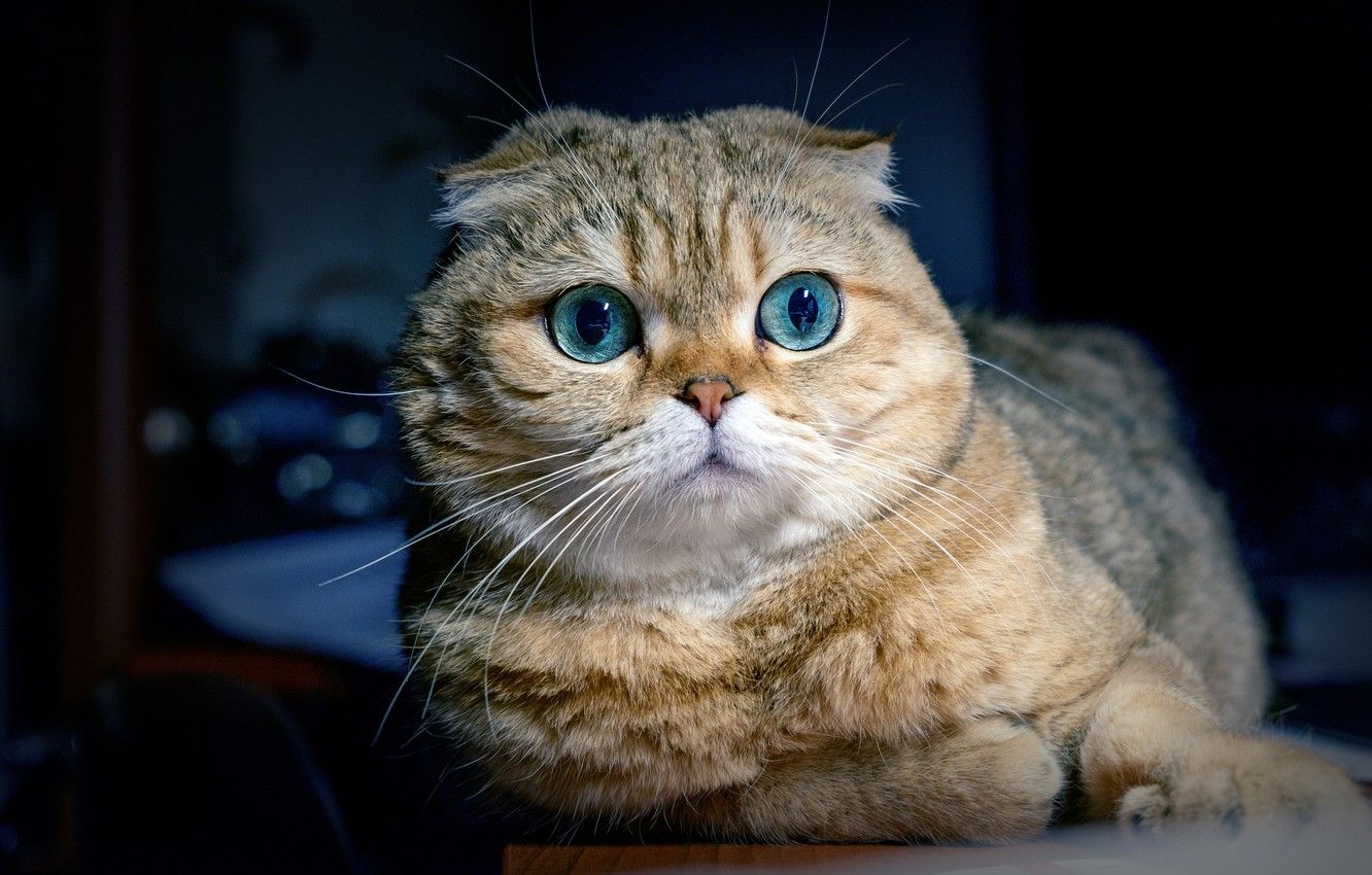 Wallpaper cat, look, muzzle, Scottish fold cat image for desktop