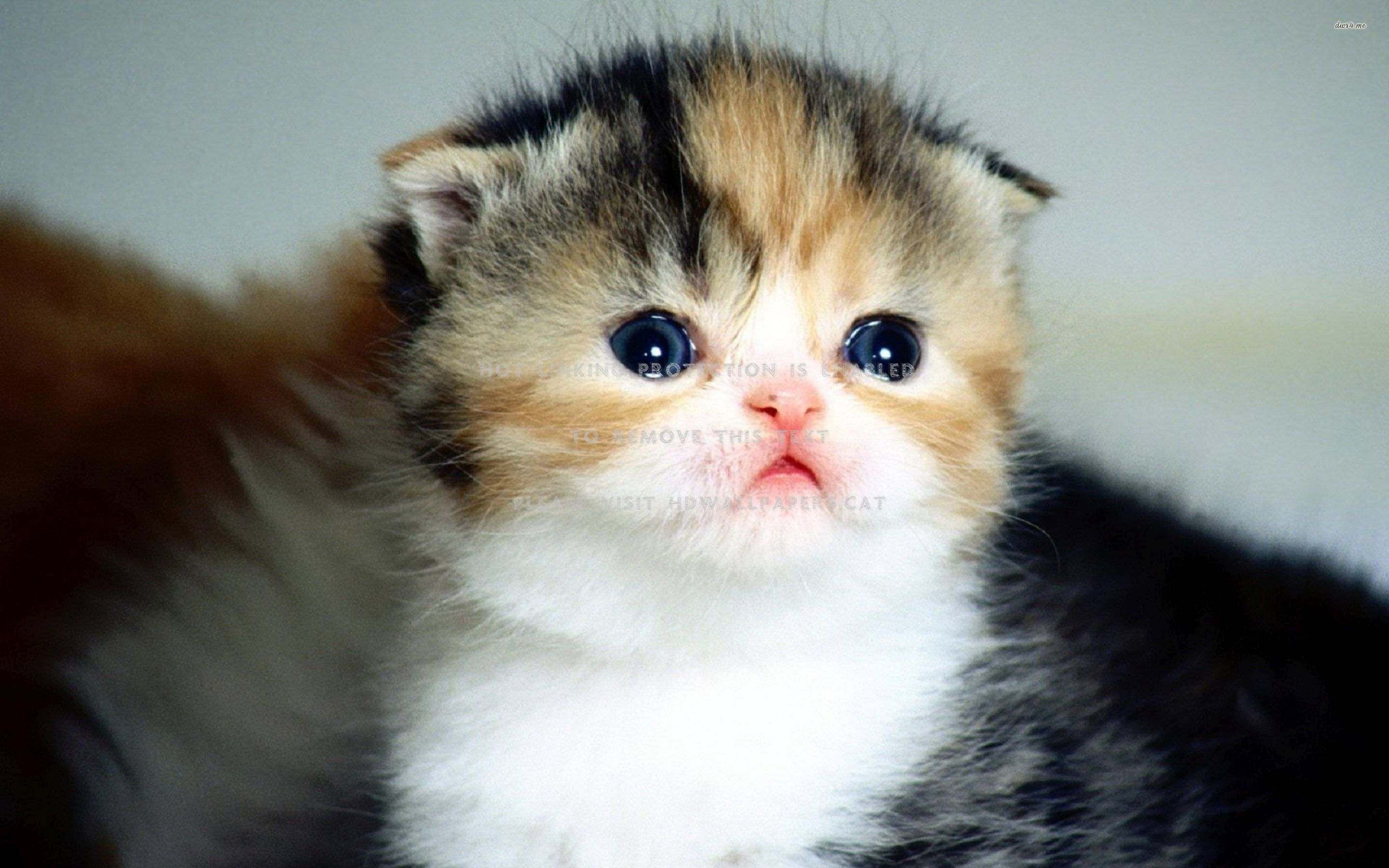 scottish fold kitten cat animals