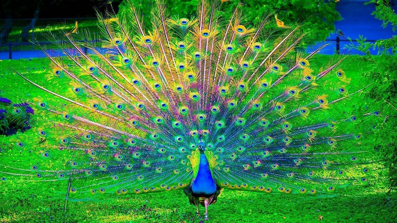 The Most Beautiful Peacock Desktop Wallpaper, Pretty Peacock