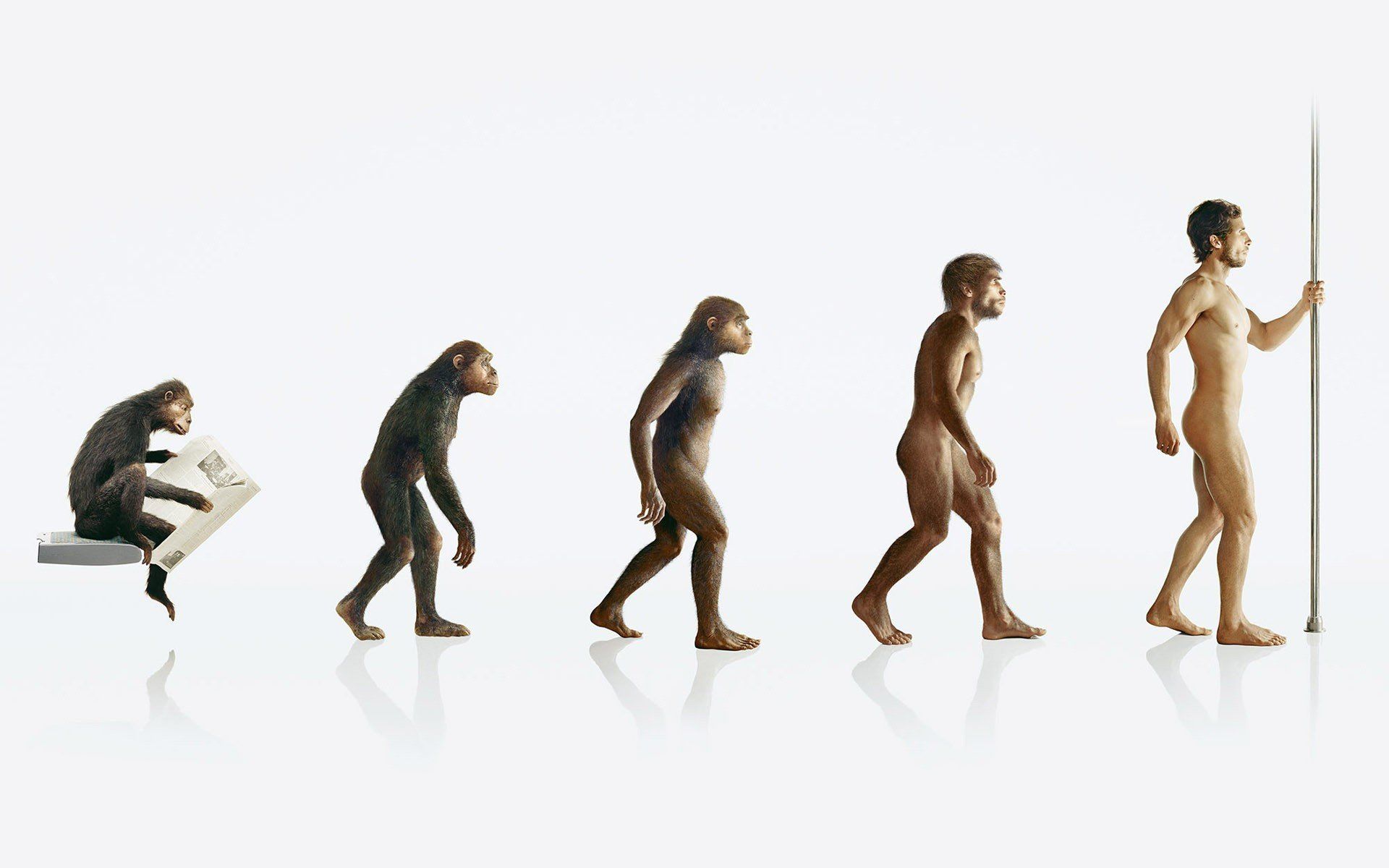 Human evolution apes wallpaperx1200