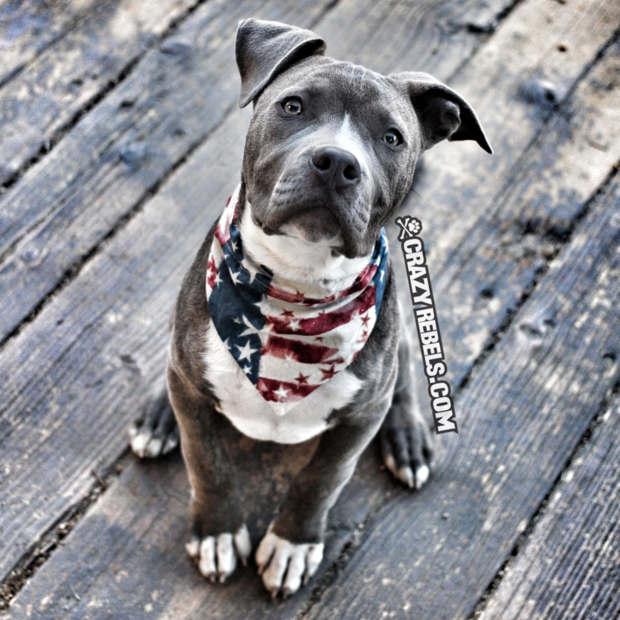 Apollo is all ready for the 4th of July in his Freedom print
