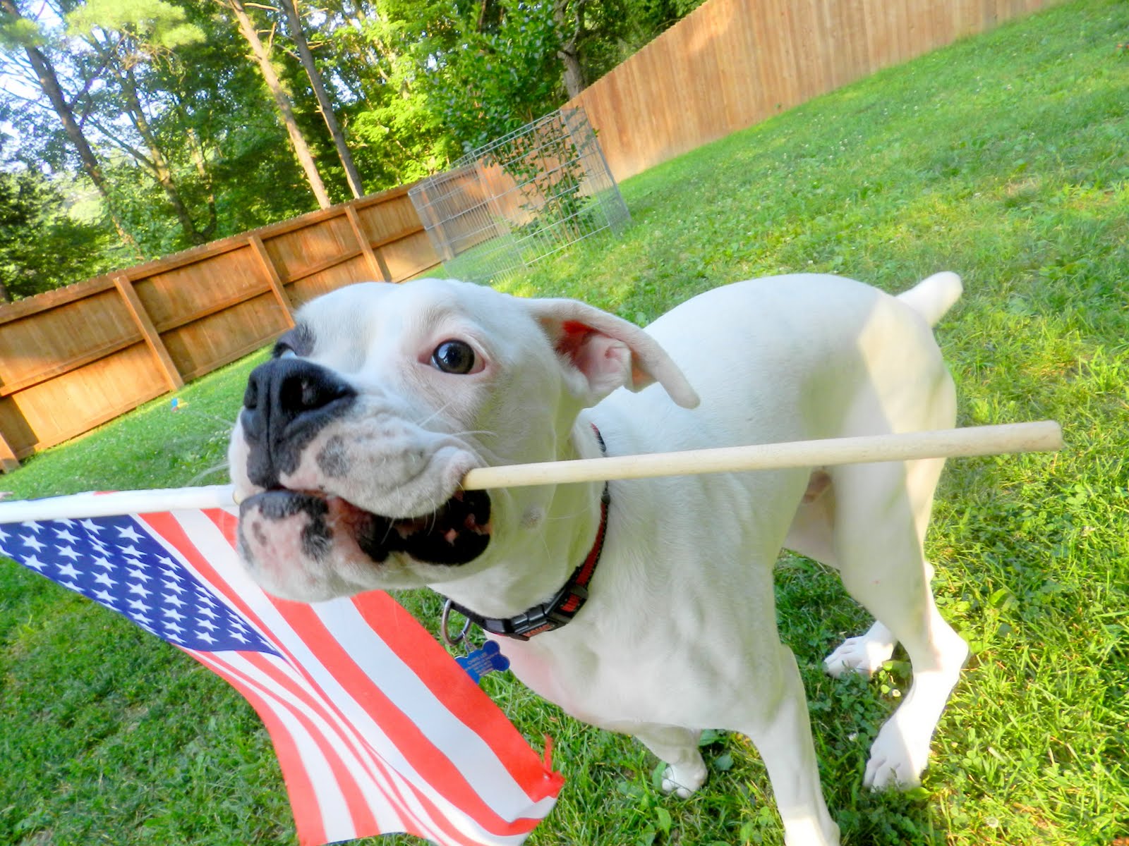 These 12 Patriotic Pups Are Adorably Ready For Independence Day