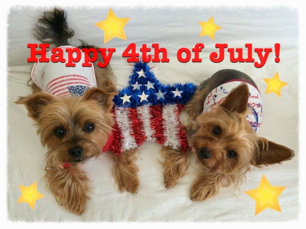 Wandering Chewy: Happy 4th of July!