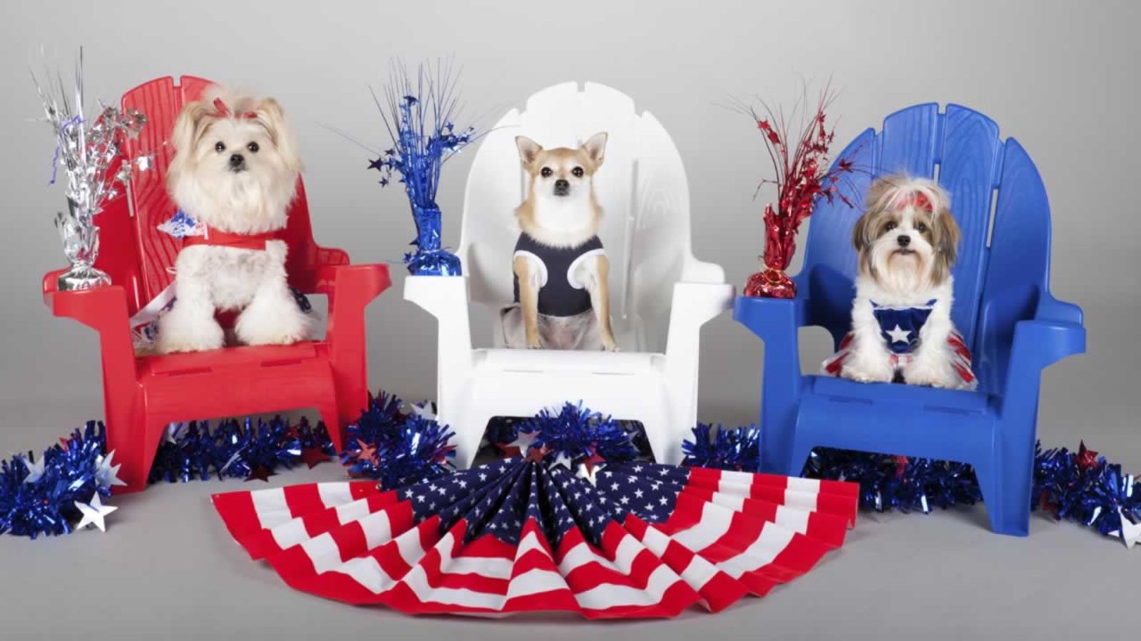 Fourth of July pet safety tips