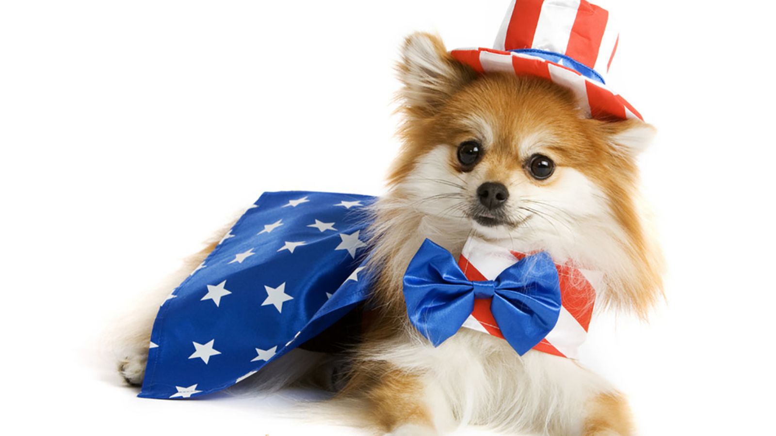 Fourth of July pet safety tips