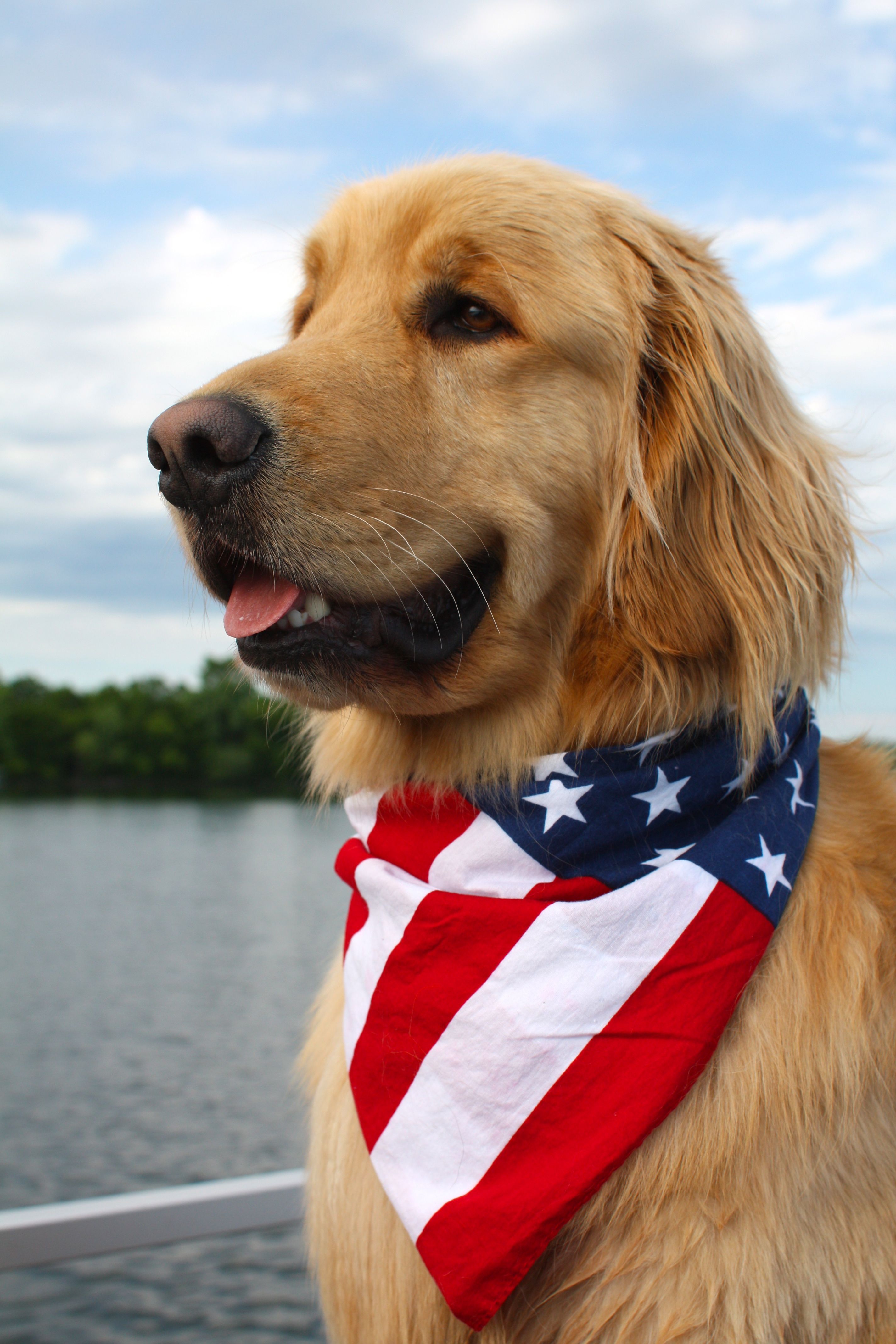 Friday Favorites. Golden retriever, Retriever, Patriotic dog