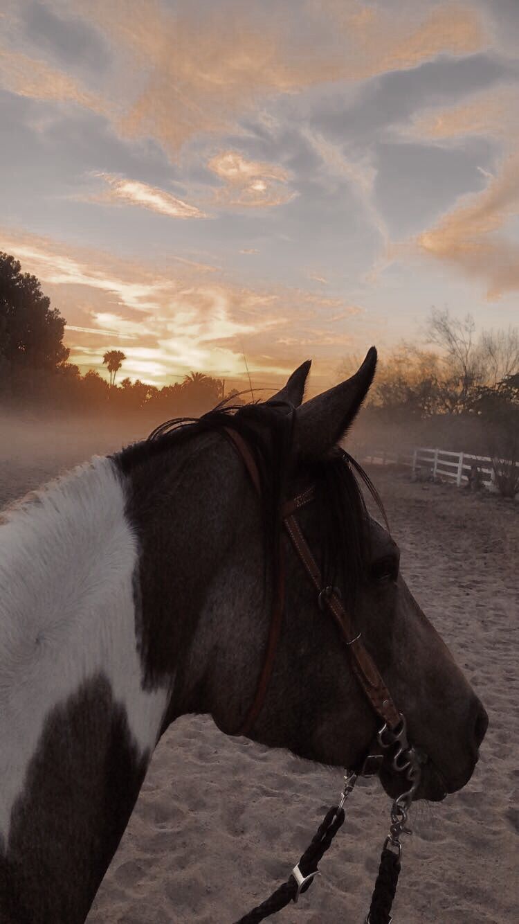 horse #aesthetic #equine #equestrian #sunset #vsco. Clydesdale