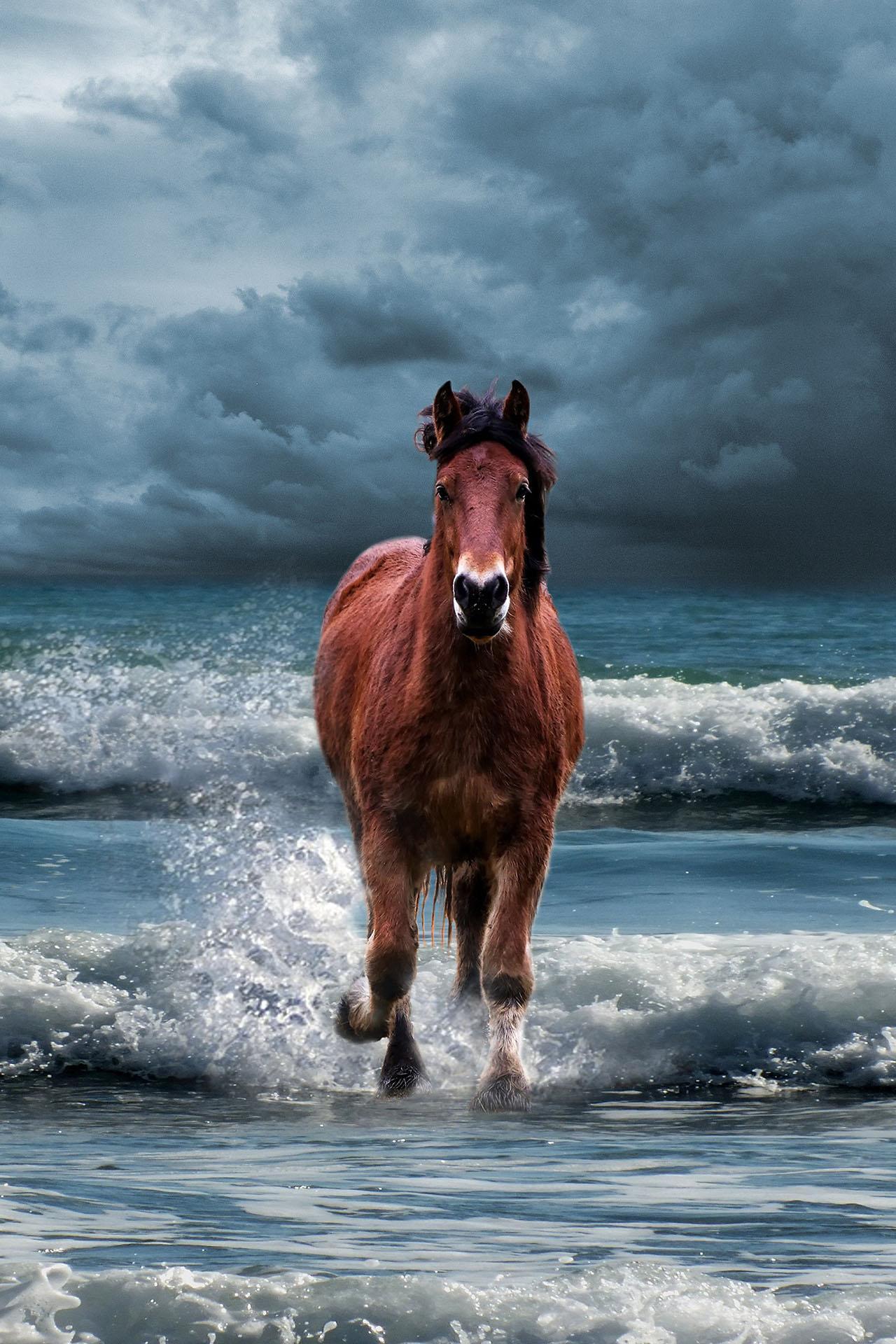 Horse Wallpaper HD, background & themes for Android