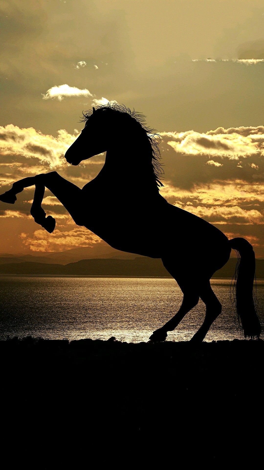Shadow of a horse wallpaper. Horse wallpaper, Horse background