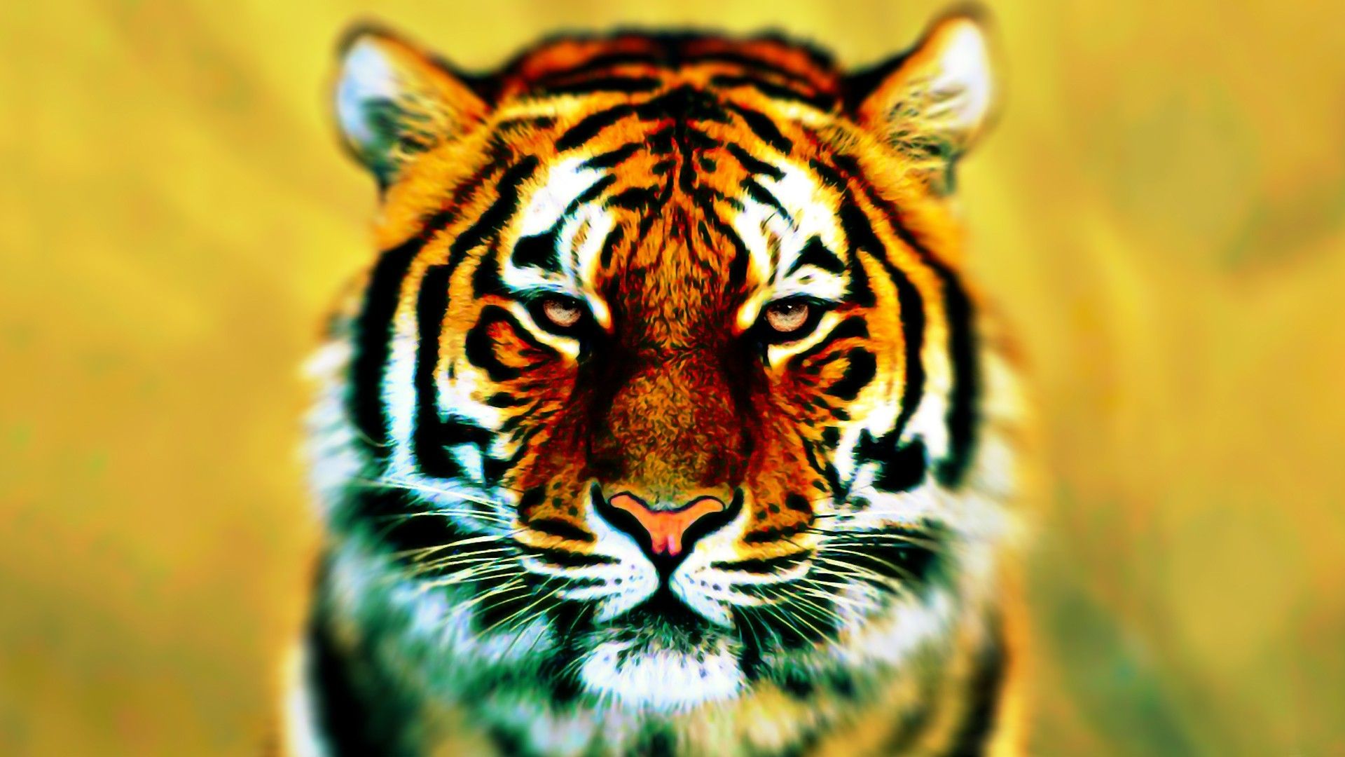 closeup tigers photomanipulation High Quality Wallpaper