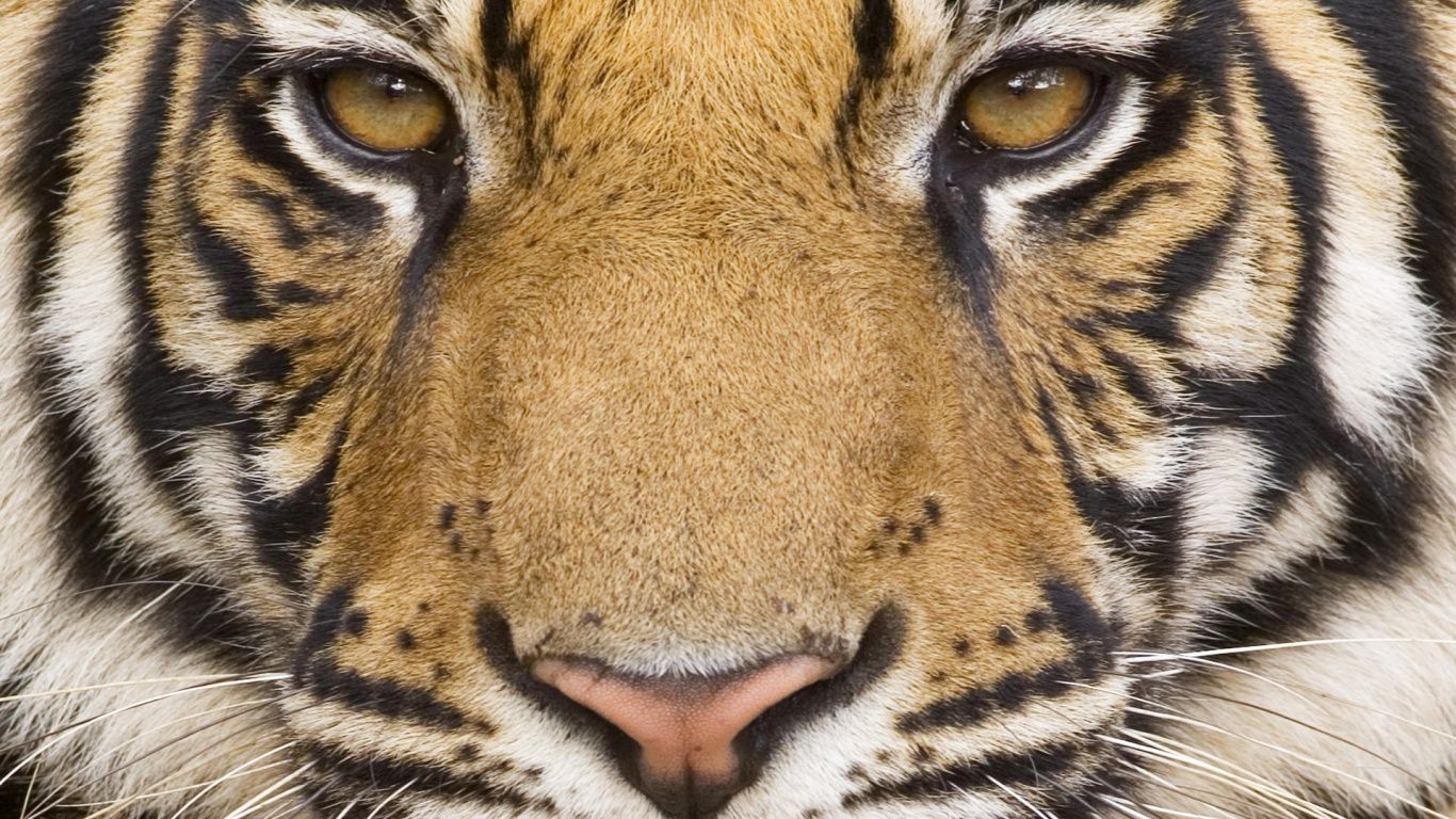 Bengal Tiger Eye Close Up Wallpaper & Background