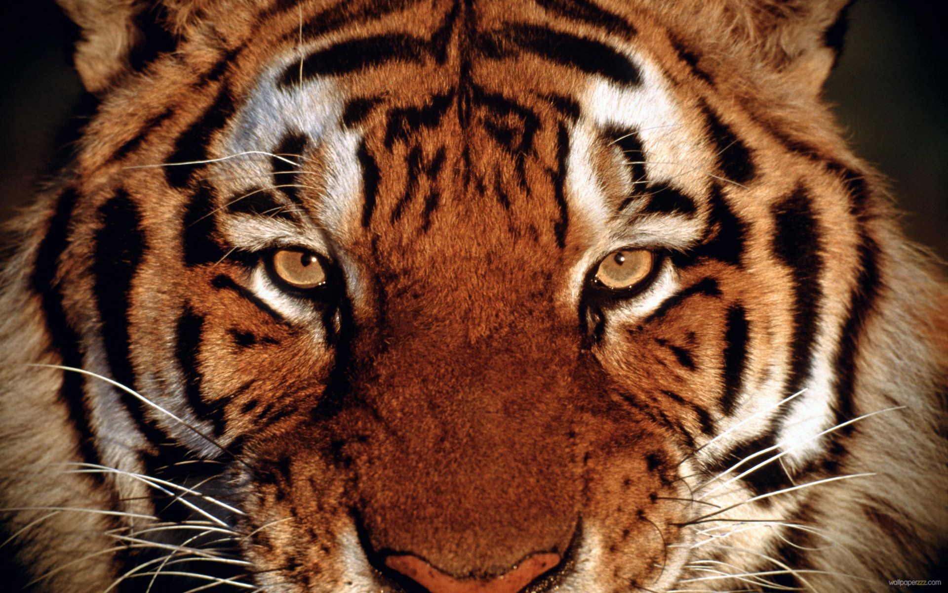 Tiger Face Wallpaper