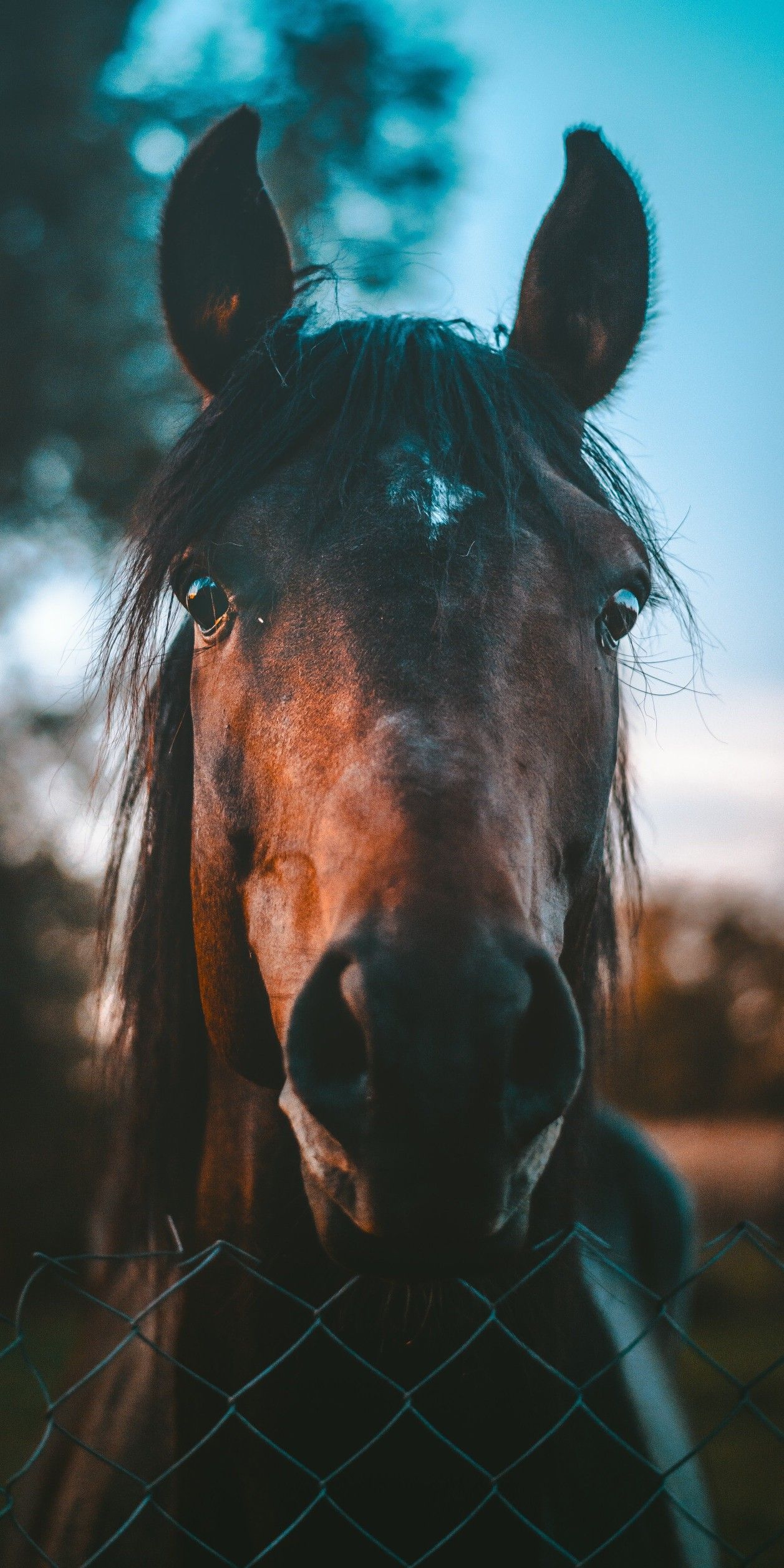 Horse Phone Wallpaper Free Horse Phone Background