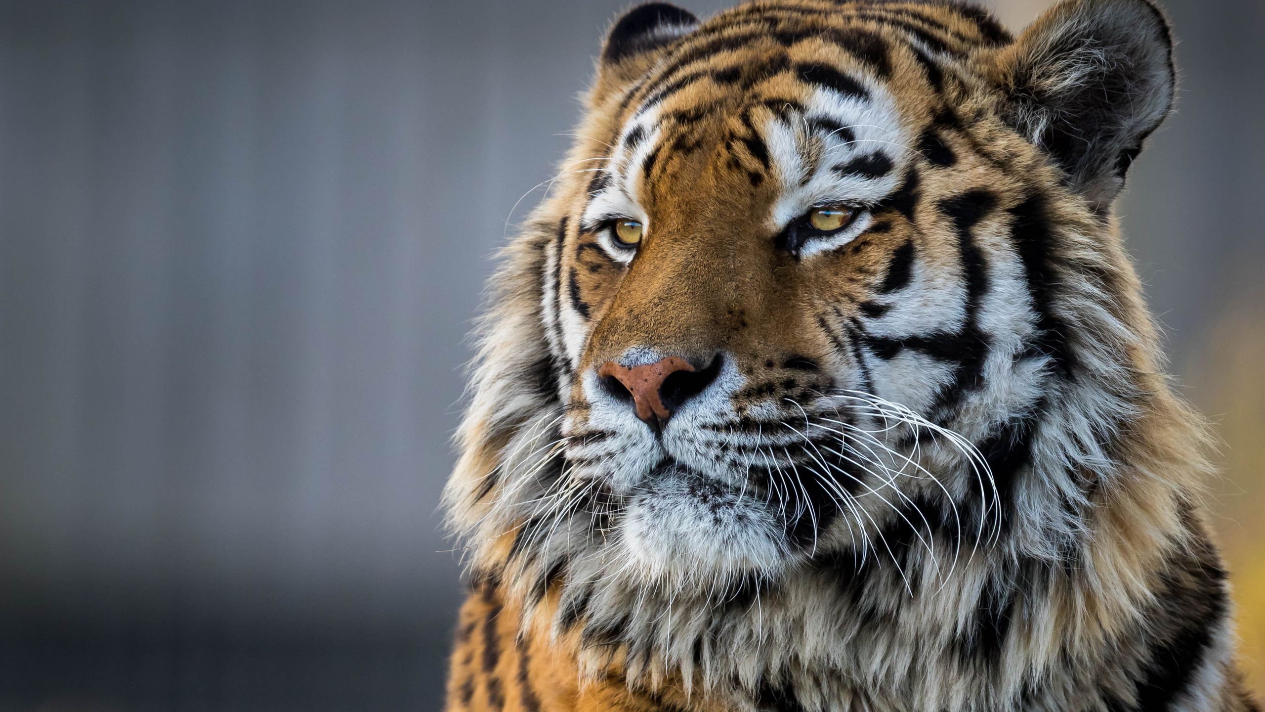 Tiger Closeup 4k 1440P Resolution HD 4k Wallpaper