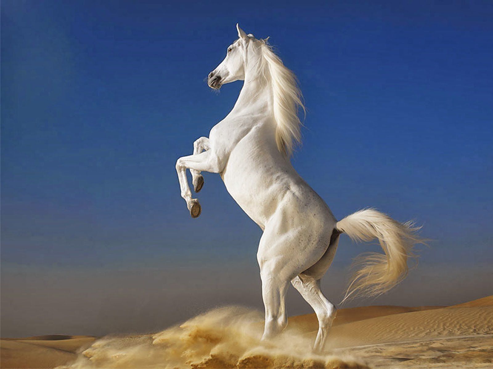 Beautiful Wallpaper Picture Of Horses