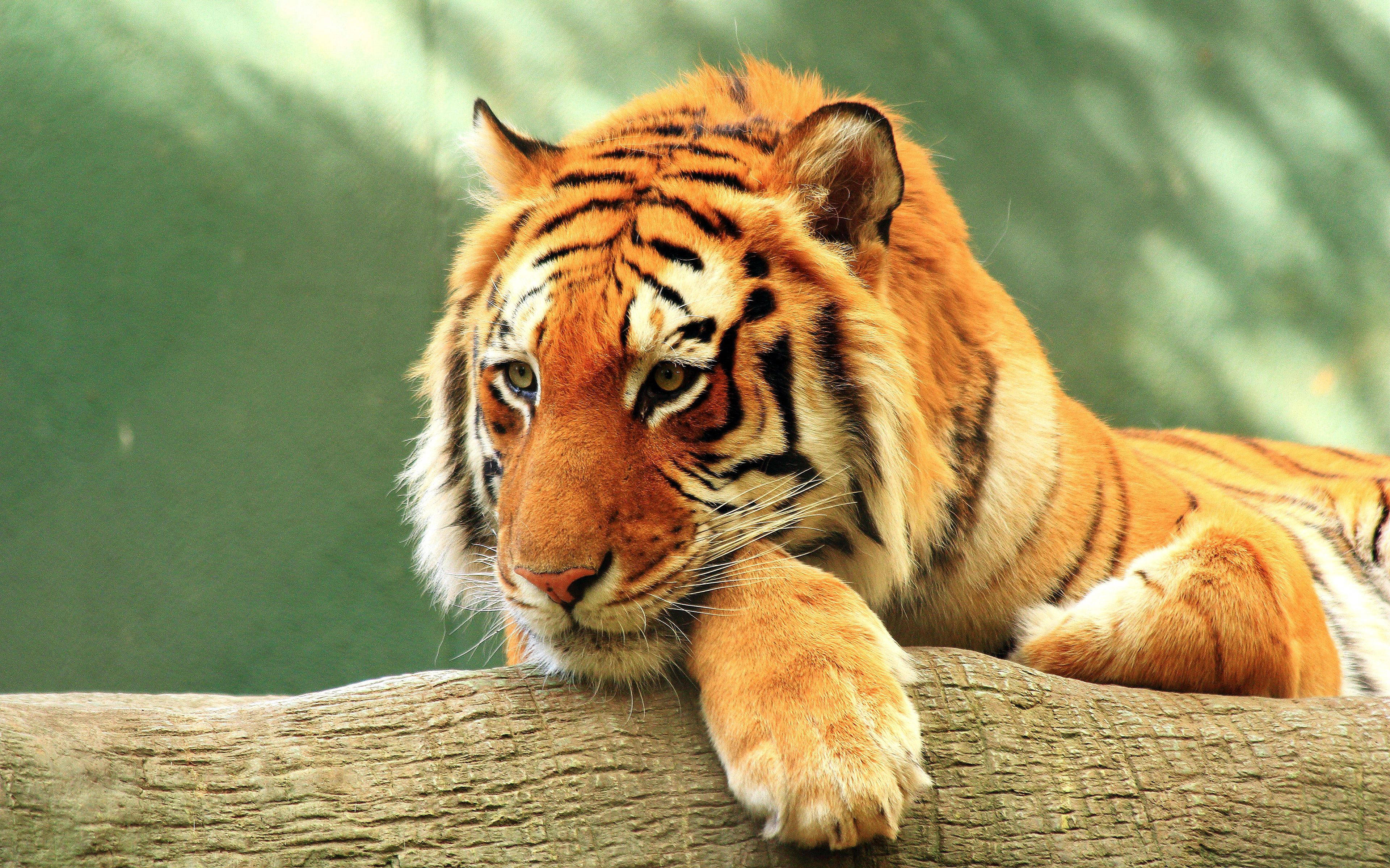 Tiger Close up 4K Wallpaper Download Resolution 4K Wallpaper