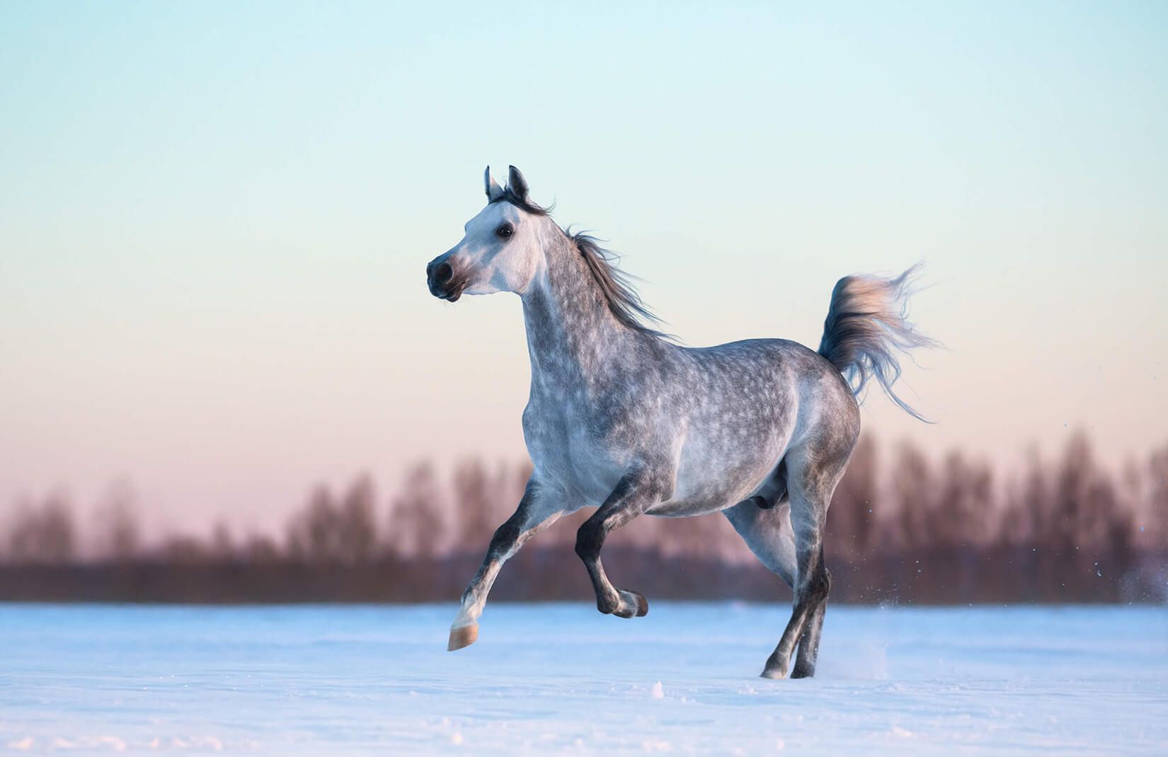 Horse Wallpaper Free Horse Background