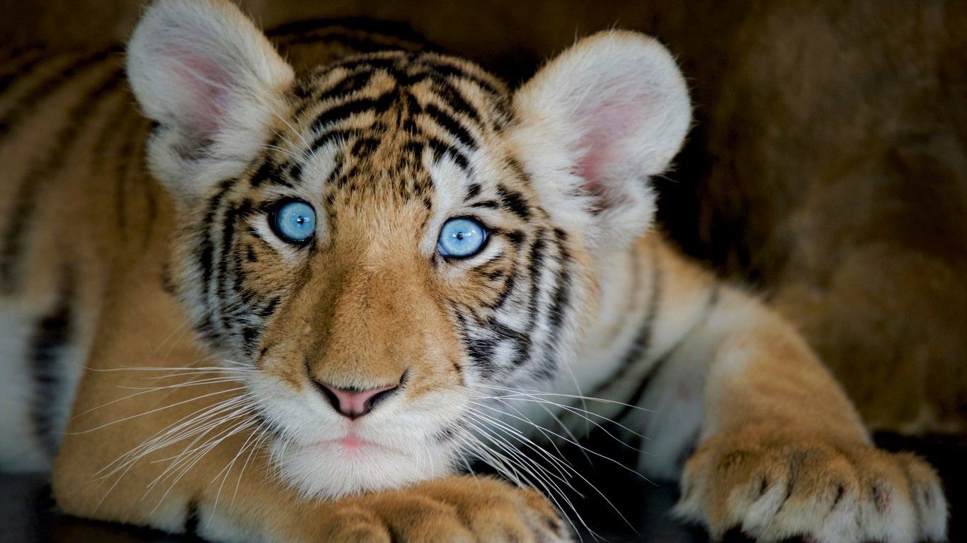 Baby Tiger, Close Up, Predator Eye Tiger