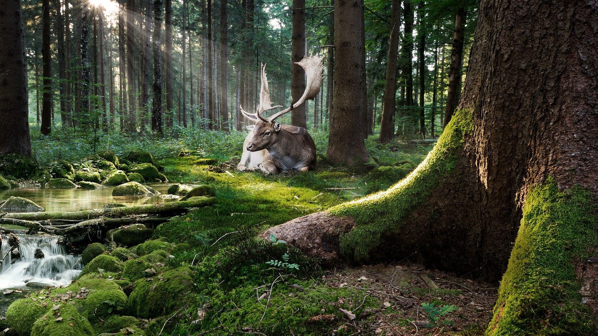 nature, Trees, Forest, Moss, Animals, Deer, Sun Rays, Stones