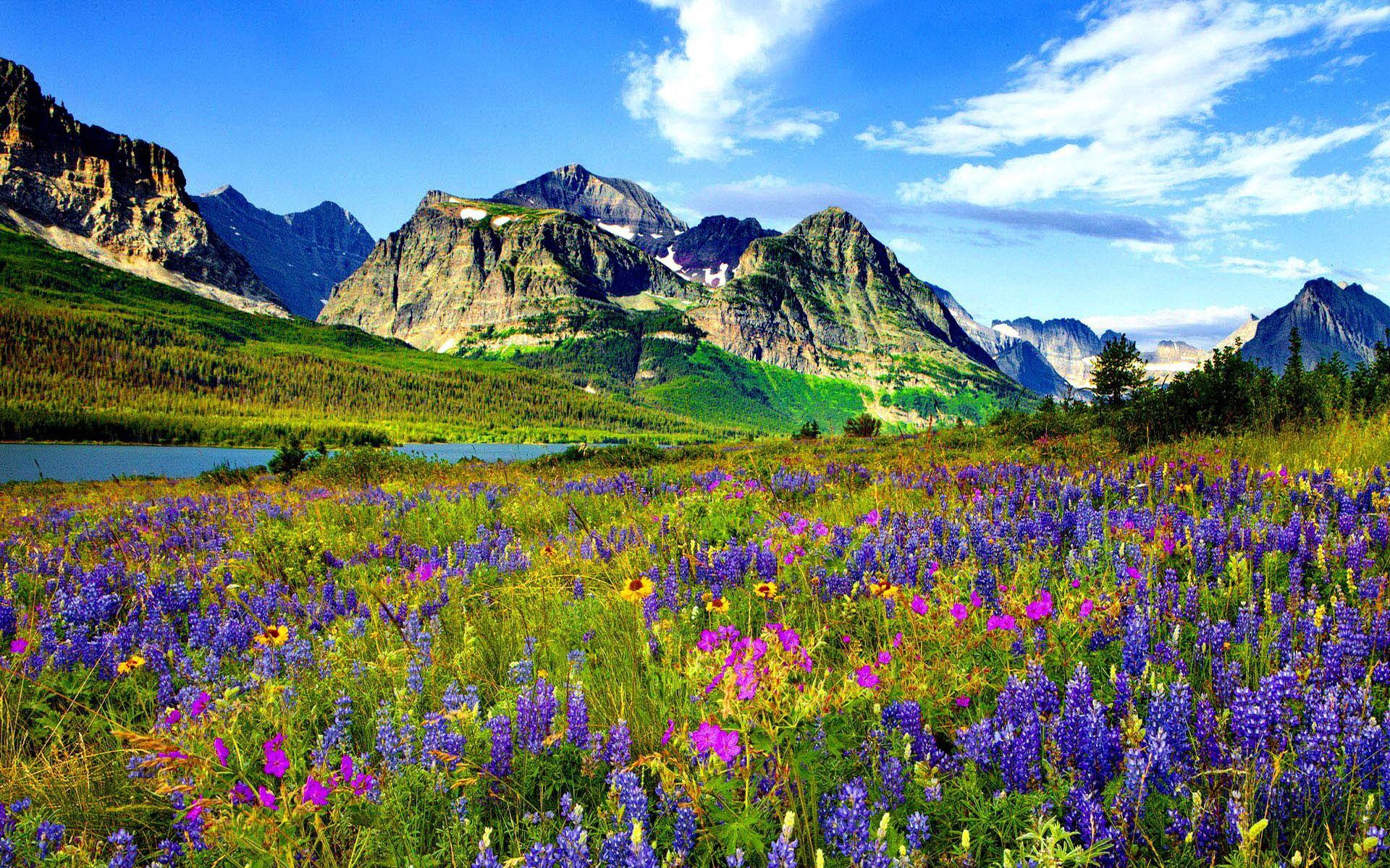 Colorado Mountain Flowers Rocky Mountain Blue Sky White Clouds