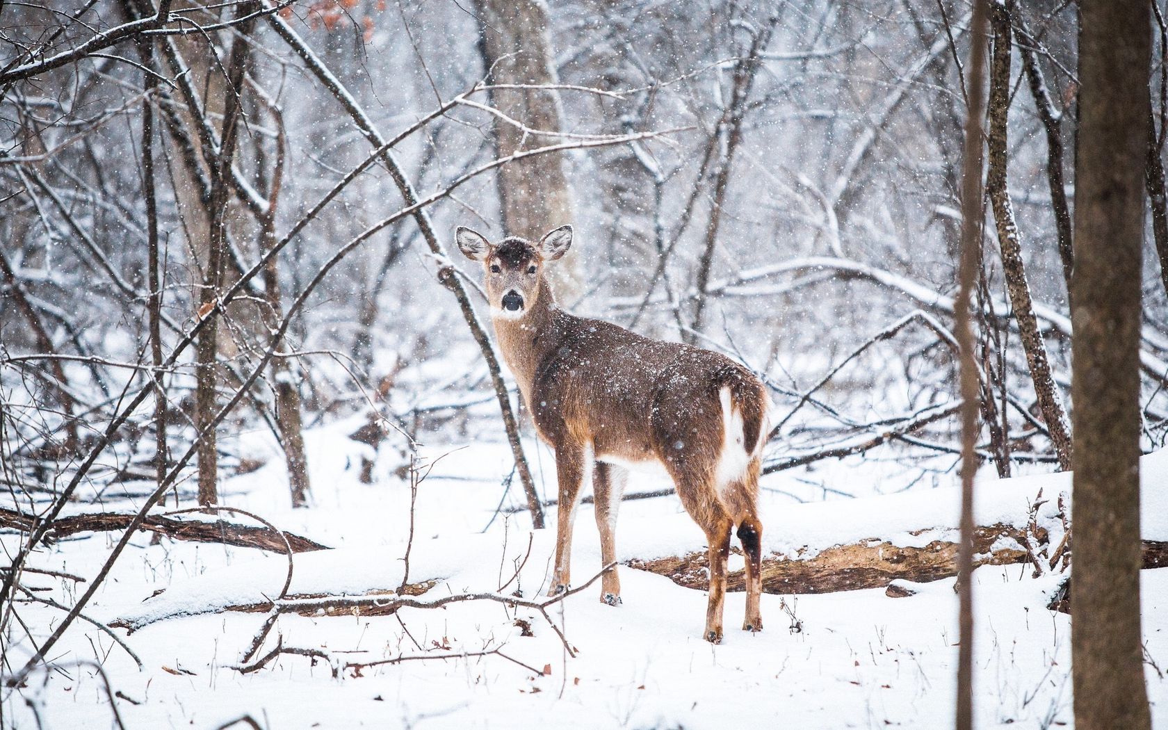 Download wallpaper 1680x1050 deer, forest, snow, trees widescreen