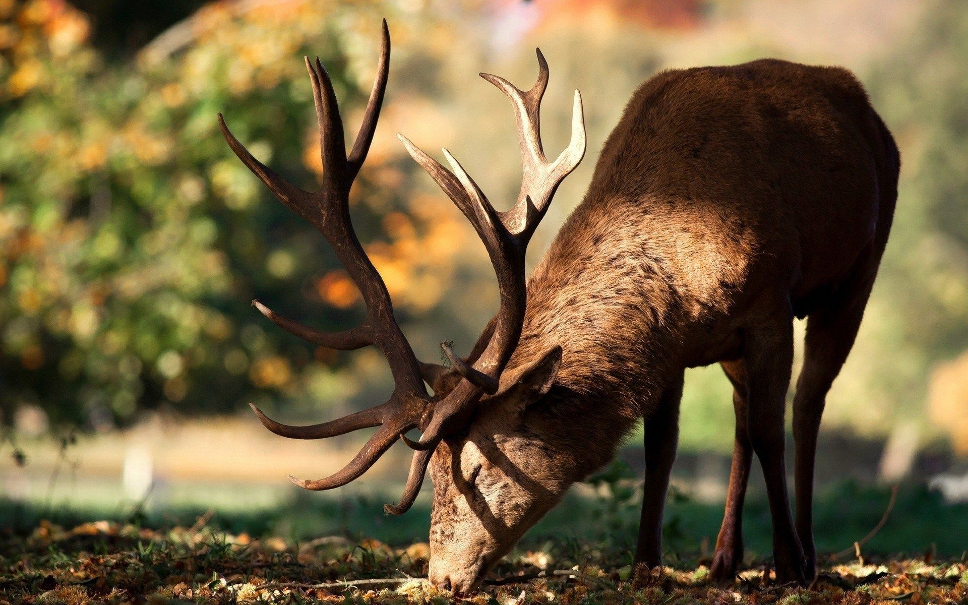 Deer Close Up HD wallpaperx1200