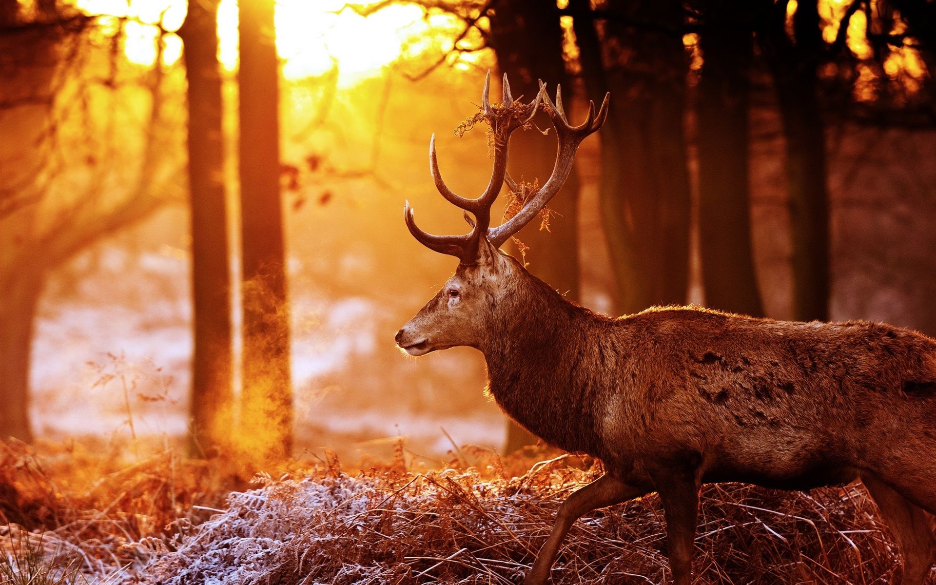 Wallpaper Deer, forest, trees, sun rays, glare 1920x1200 HD