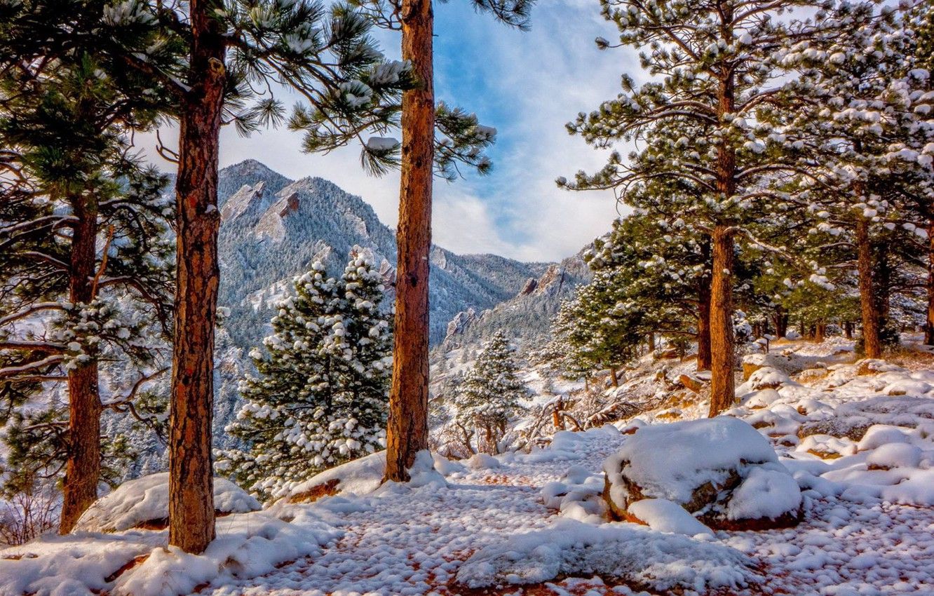 Wallpaper winter, snow, trees, mountains, Colorado, pine, Colorado