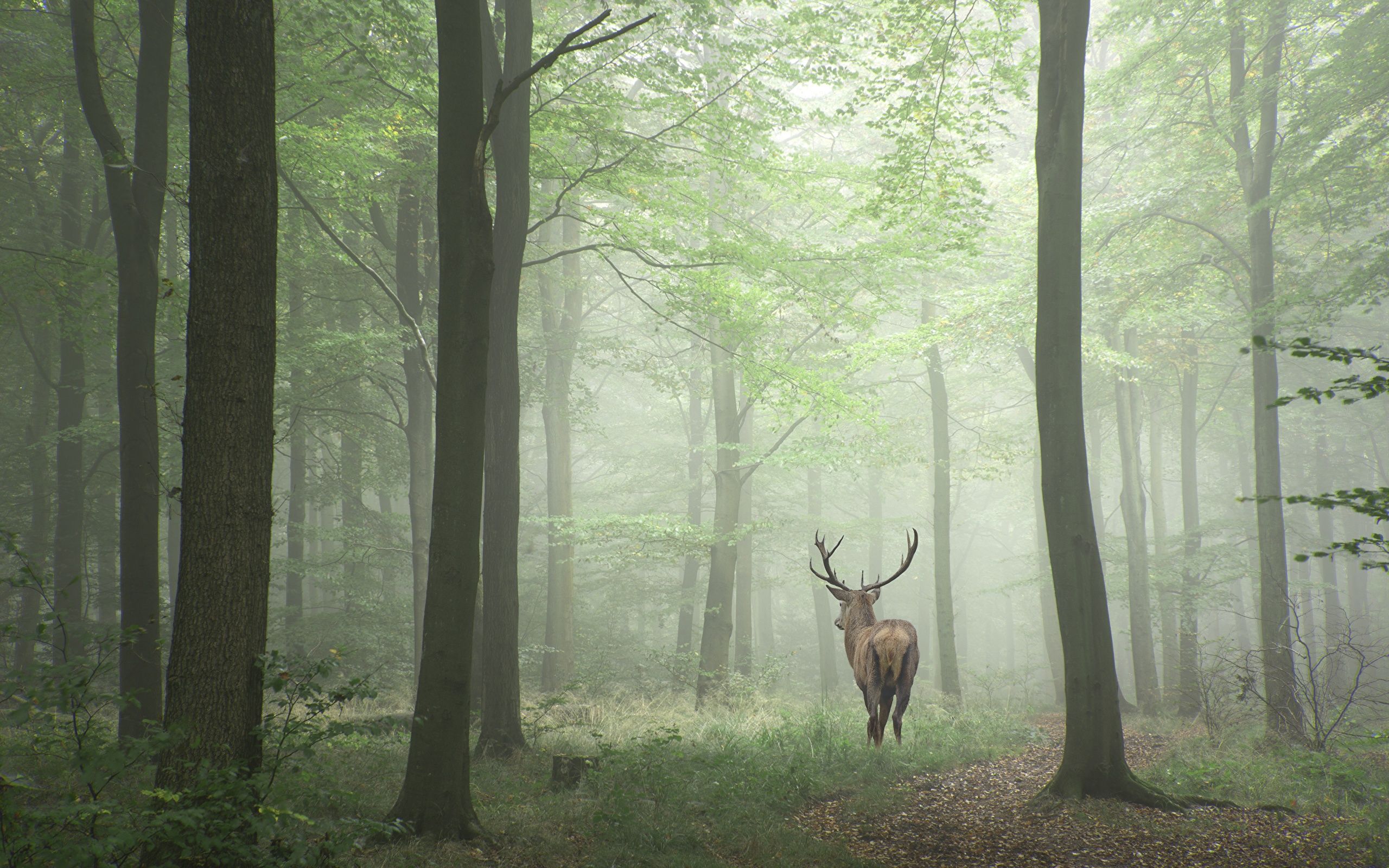 Deer Forest Trees Hd Wallpapers Wallpaper Cave 8448