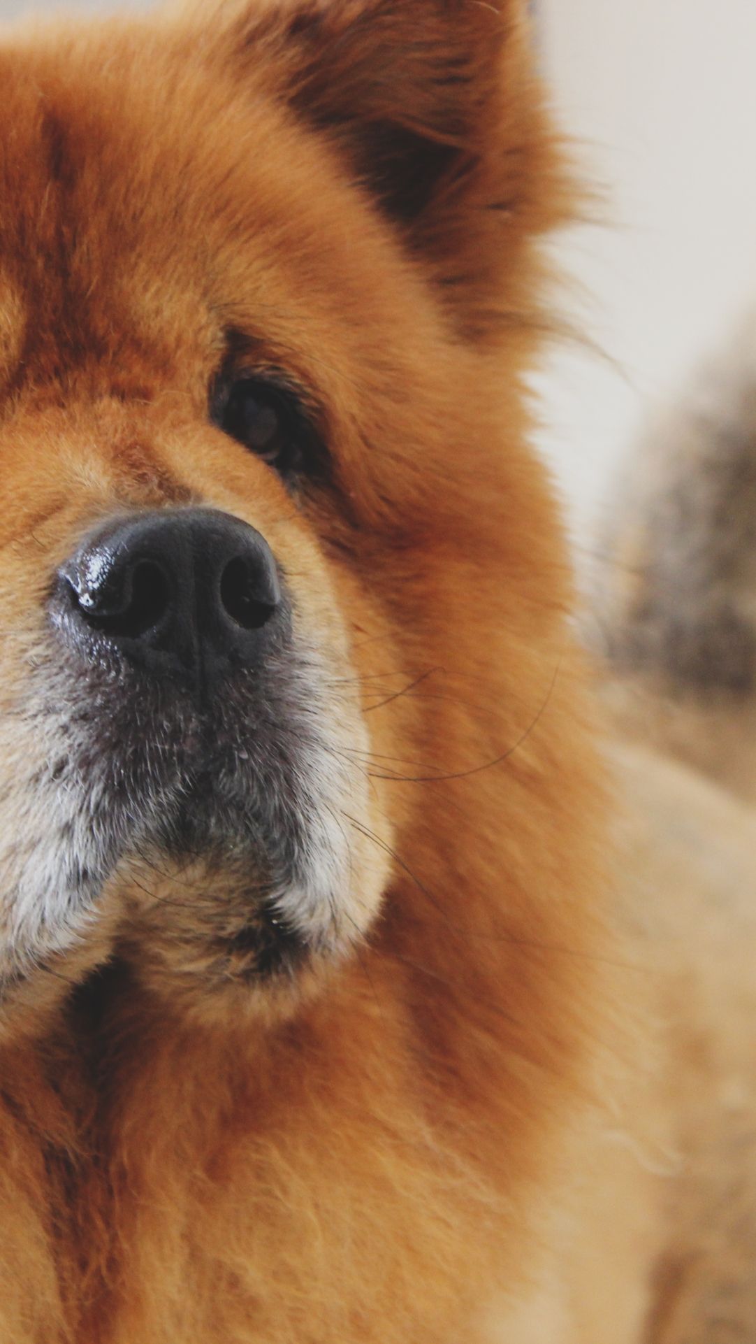 chow chow, dog, muzzle Wallpaper, HD Animals 4K Wallpaper, Image