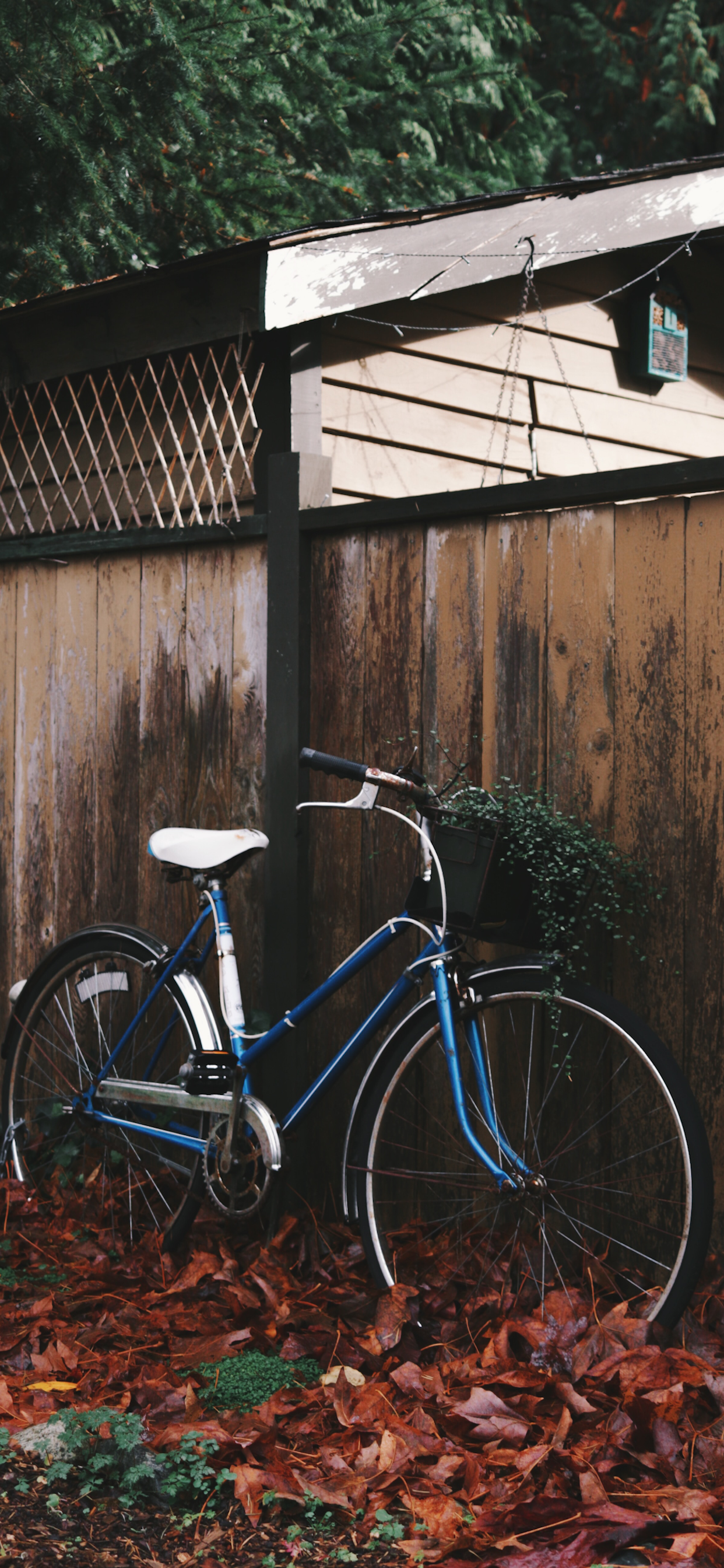 Bicycle Wallpaper for iPhone Pro Max, X, 6