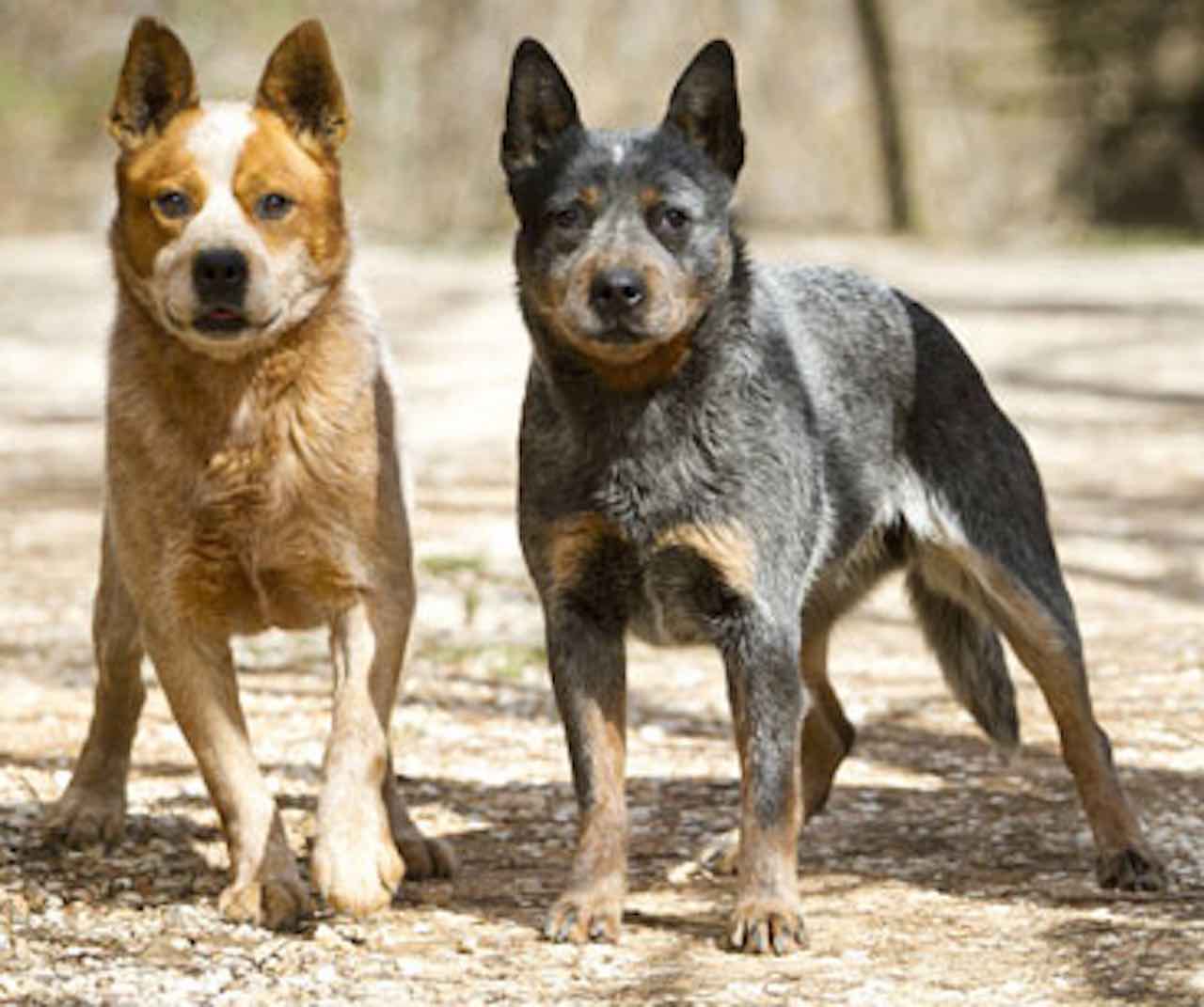 Australian Stumpy Tail Cattle Dog Info, Image, Videos, FAQs