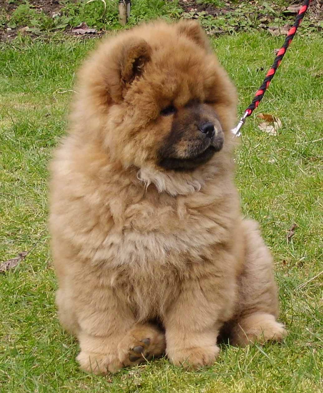 Free download Chow Chow Wallpaper [1036x1262] for your Desktop