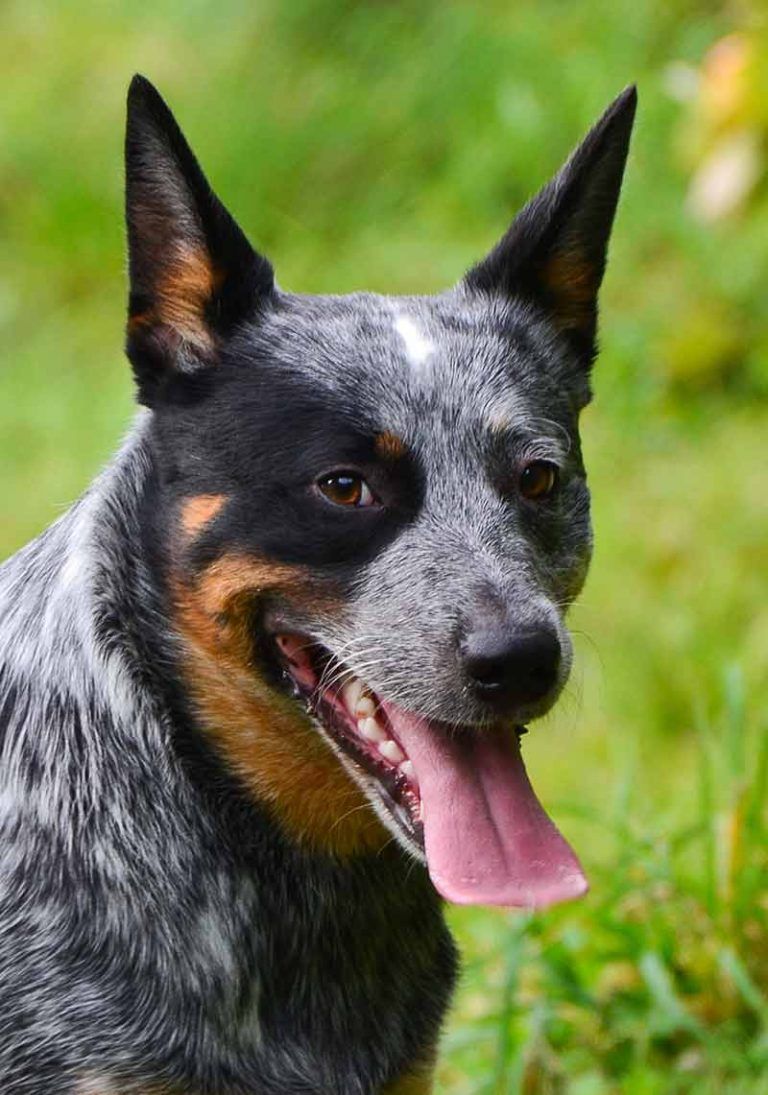 Picture of Blue Heelers Image of Australian Cattle