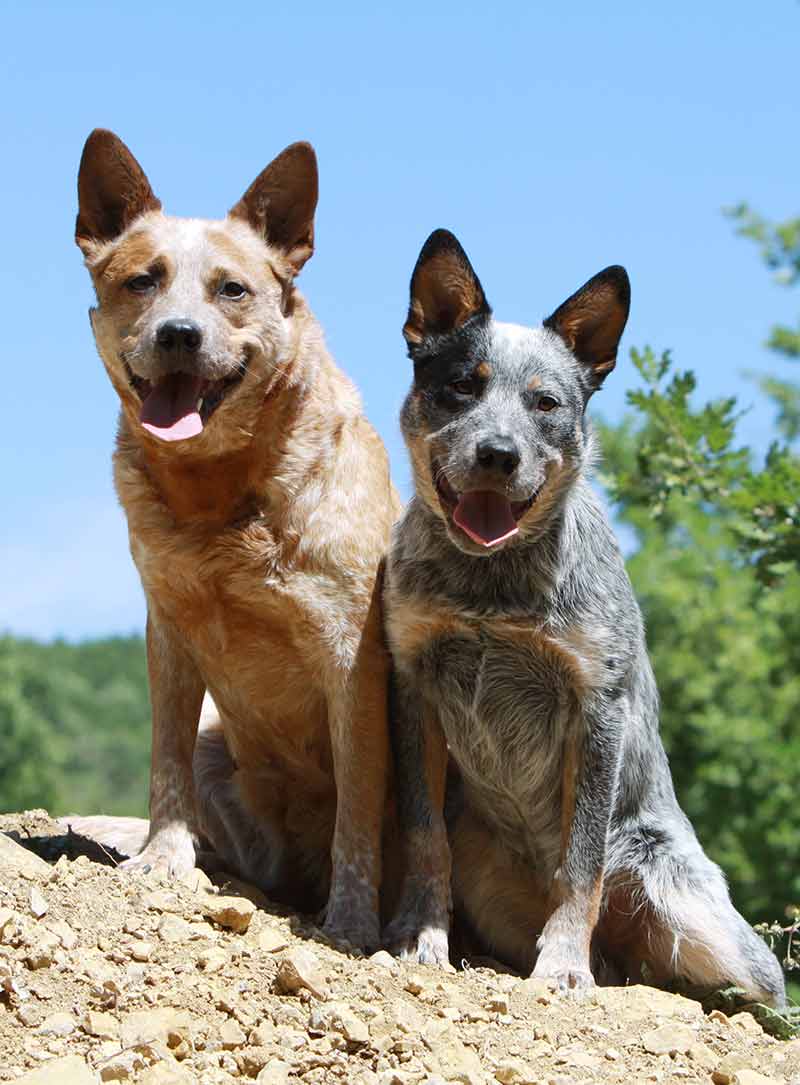 Picture of Blue Heelers Image of Australian Cattle Dogs