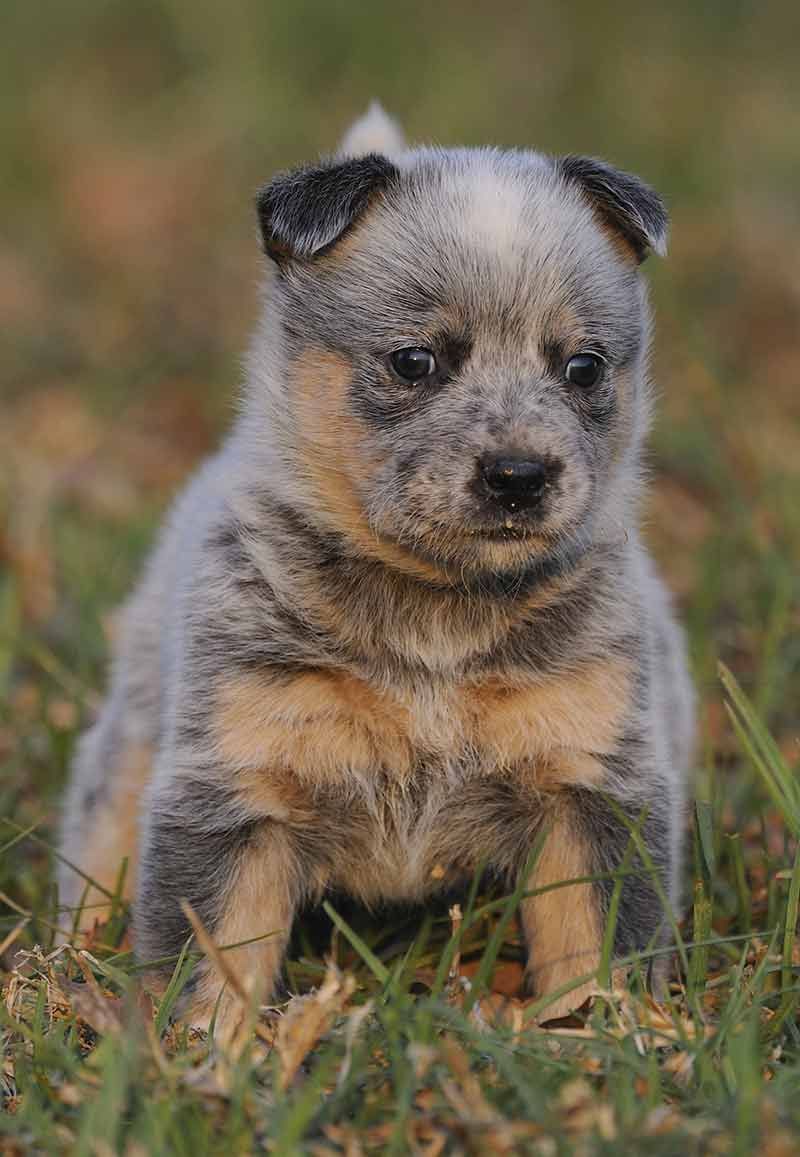 Picture of Blue Heelers Image of Australian Cattle