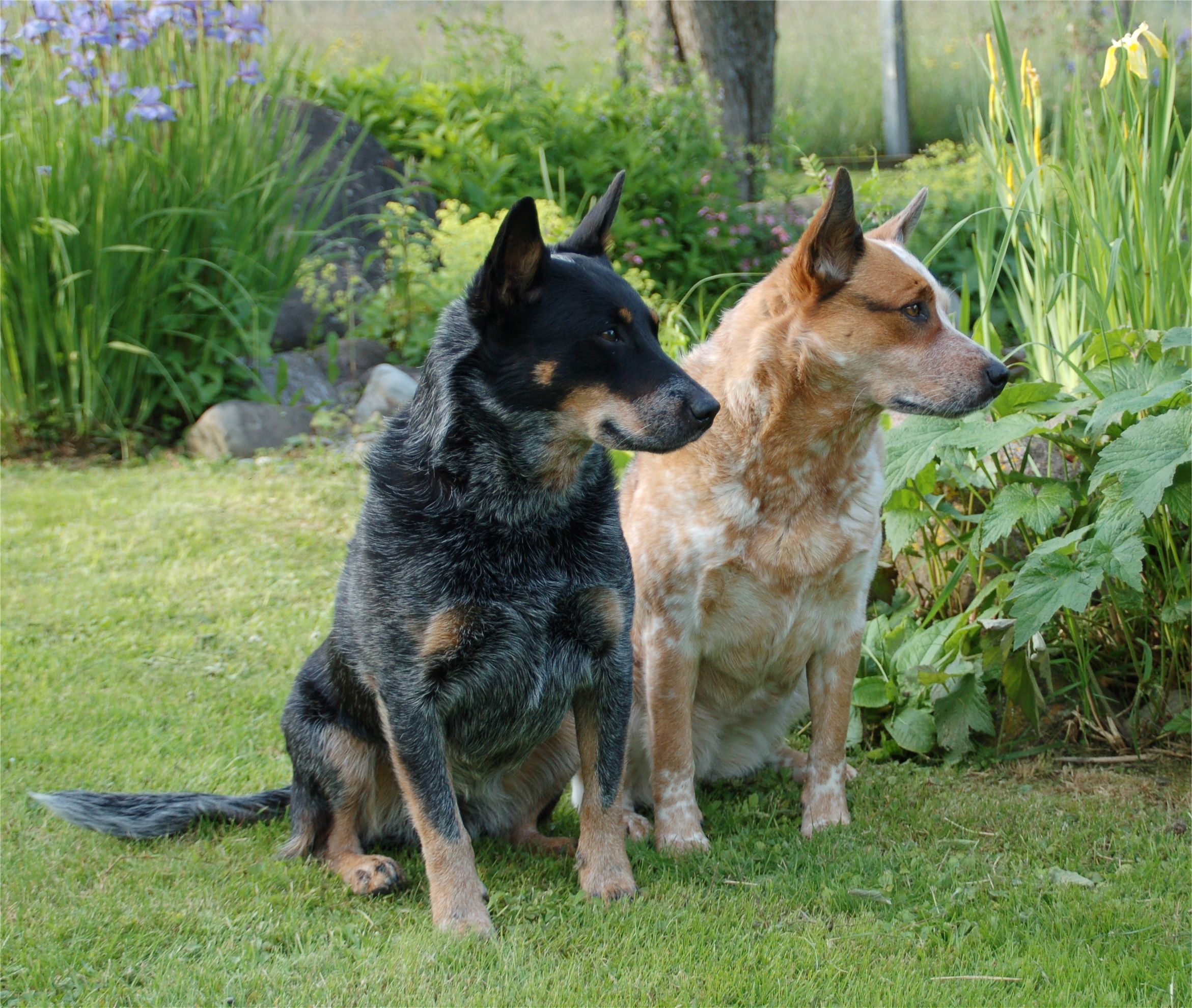 Picture Australian Cattle Dogs Two Grass animal 2341x1980
