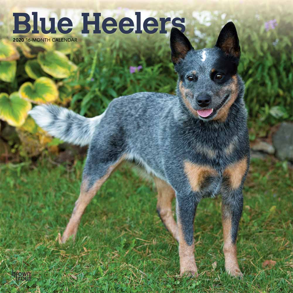Australian Cattle Dog Blue Heeler Mix Puppies